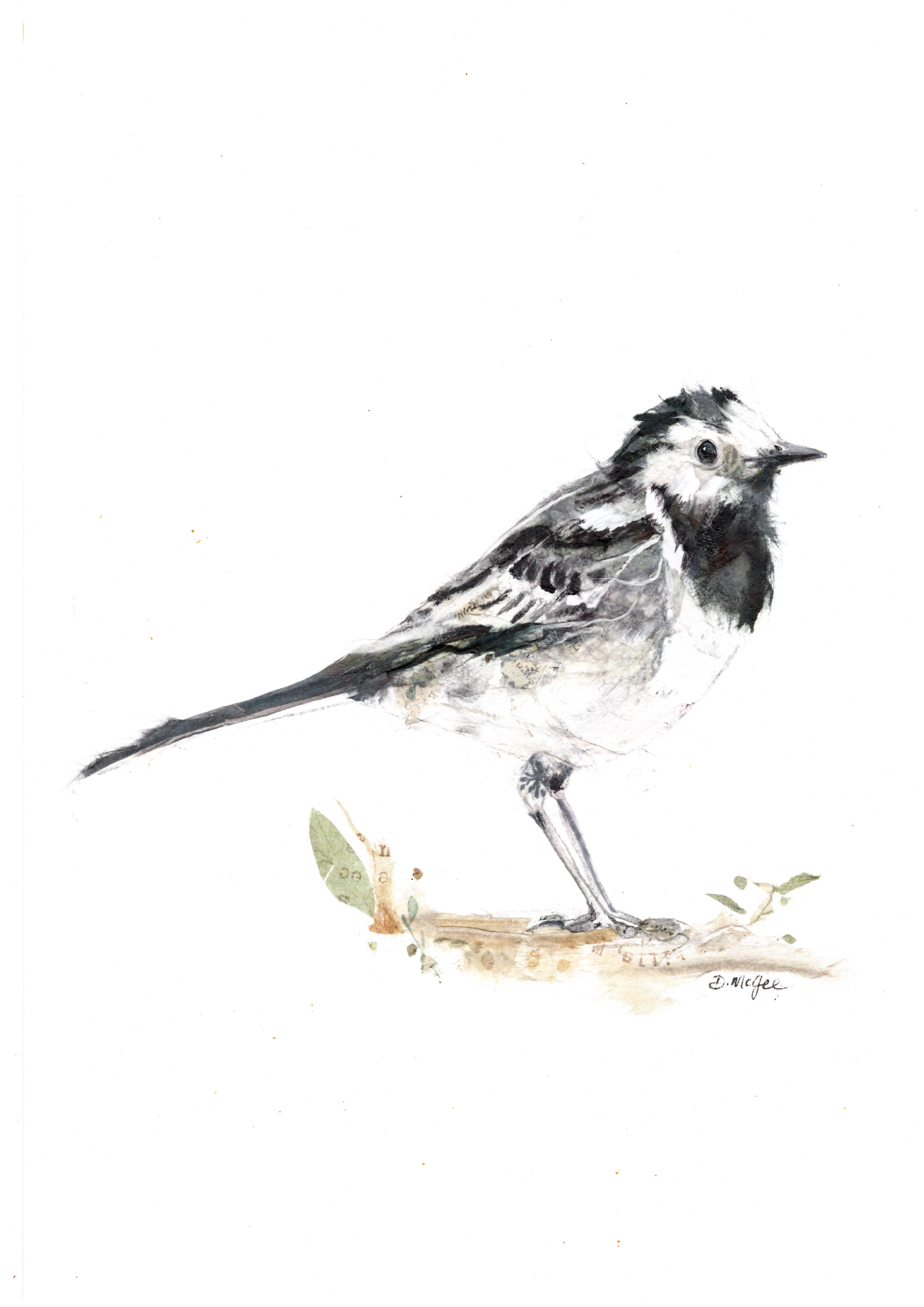 Willy Wagtail 1 close up.png