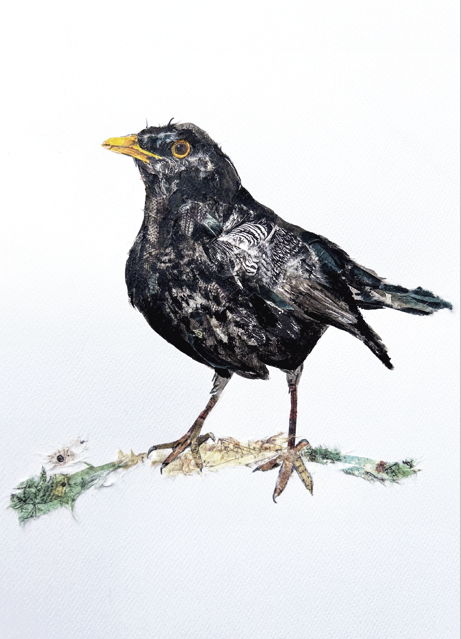 Black bird close.png