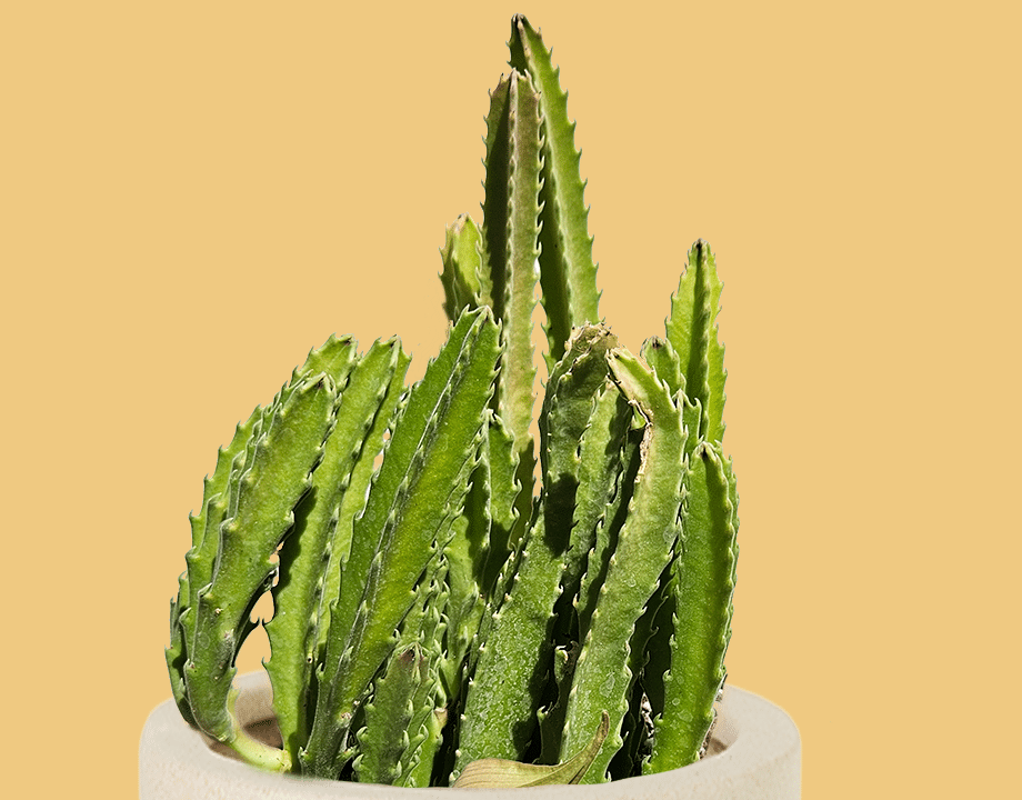senecio succulent Senecio crassissimus