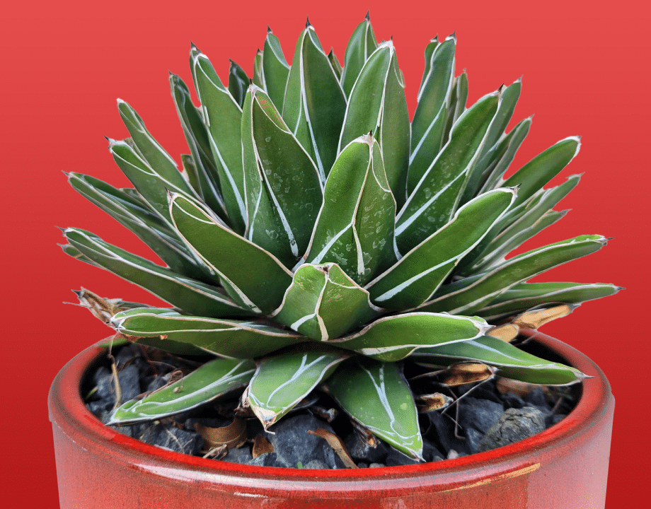 Hill Country Plants | RA Texas Nursery | Comfort TX