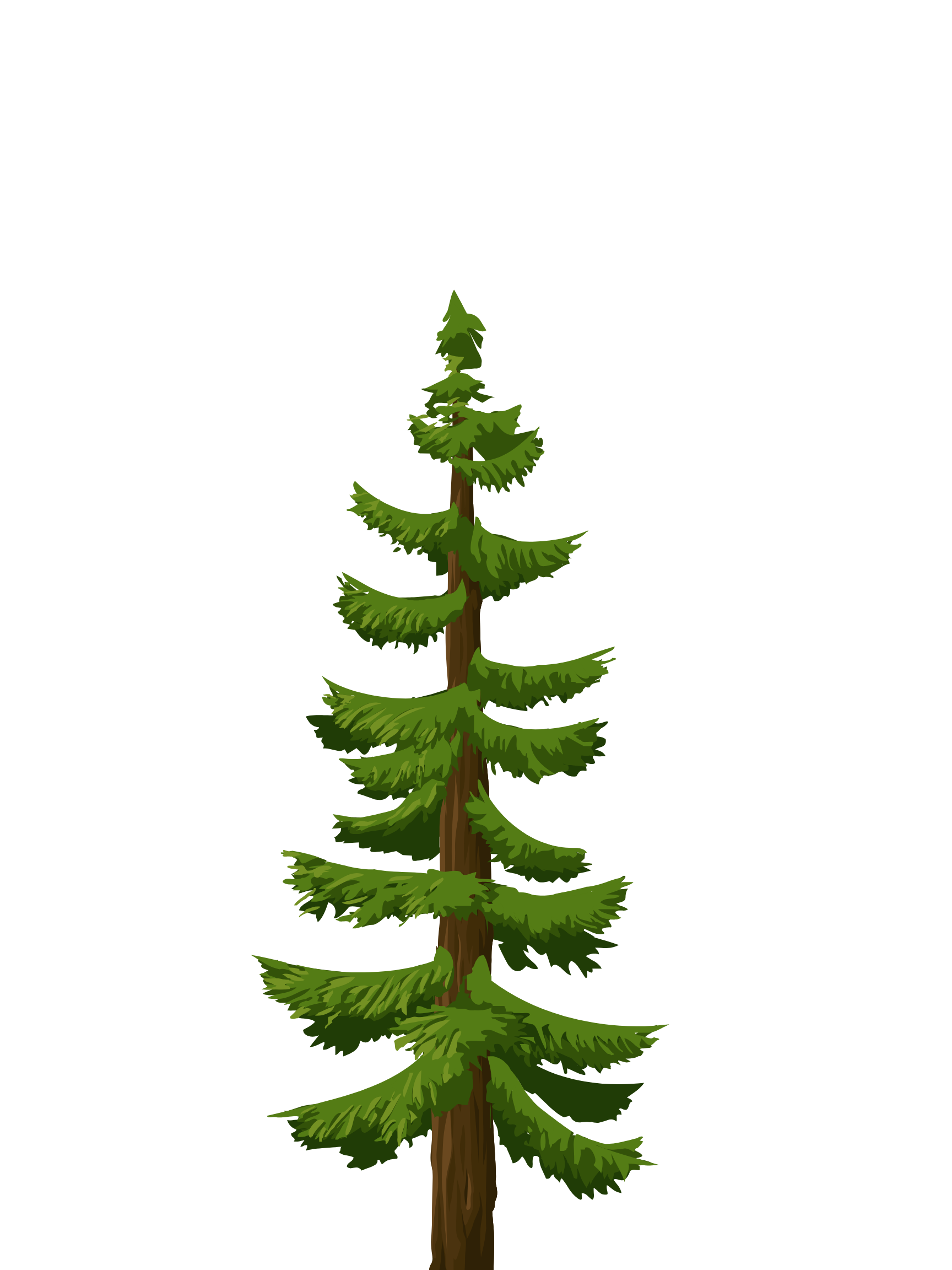 Digital illustration of a tall pine tree with layered green branches and brown trunk on a black background.
