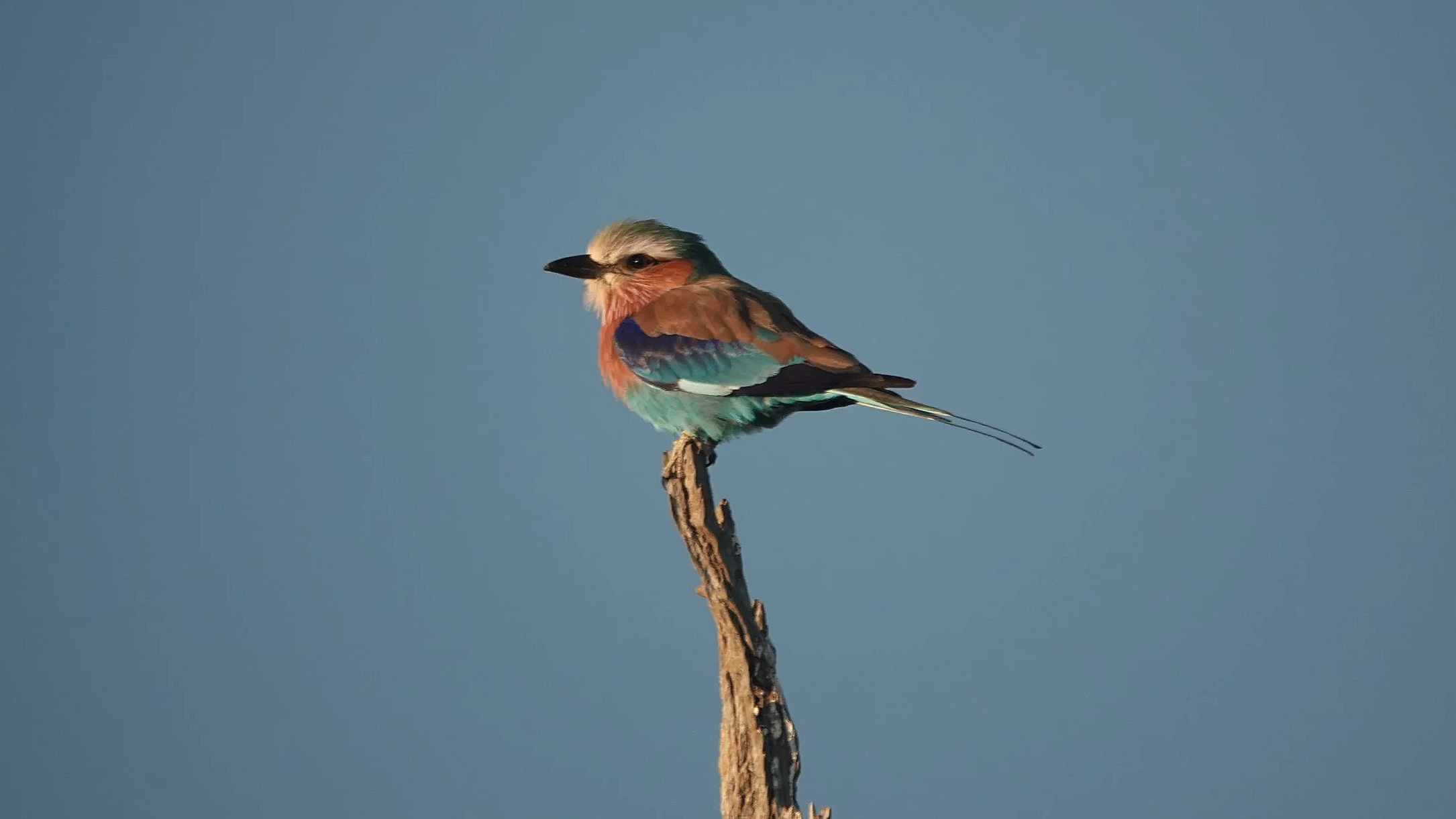 Colorful bird perched on a bare branch against a clear sky.