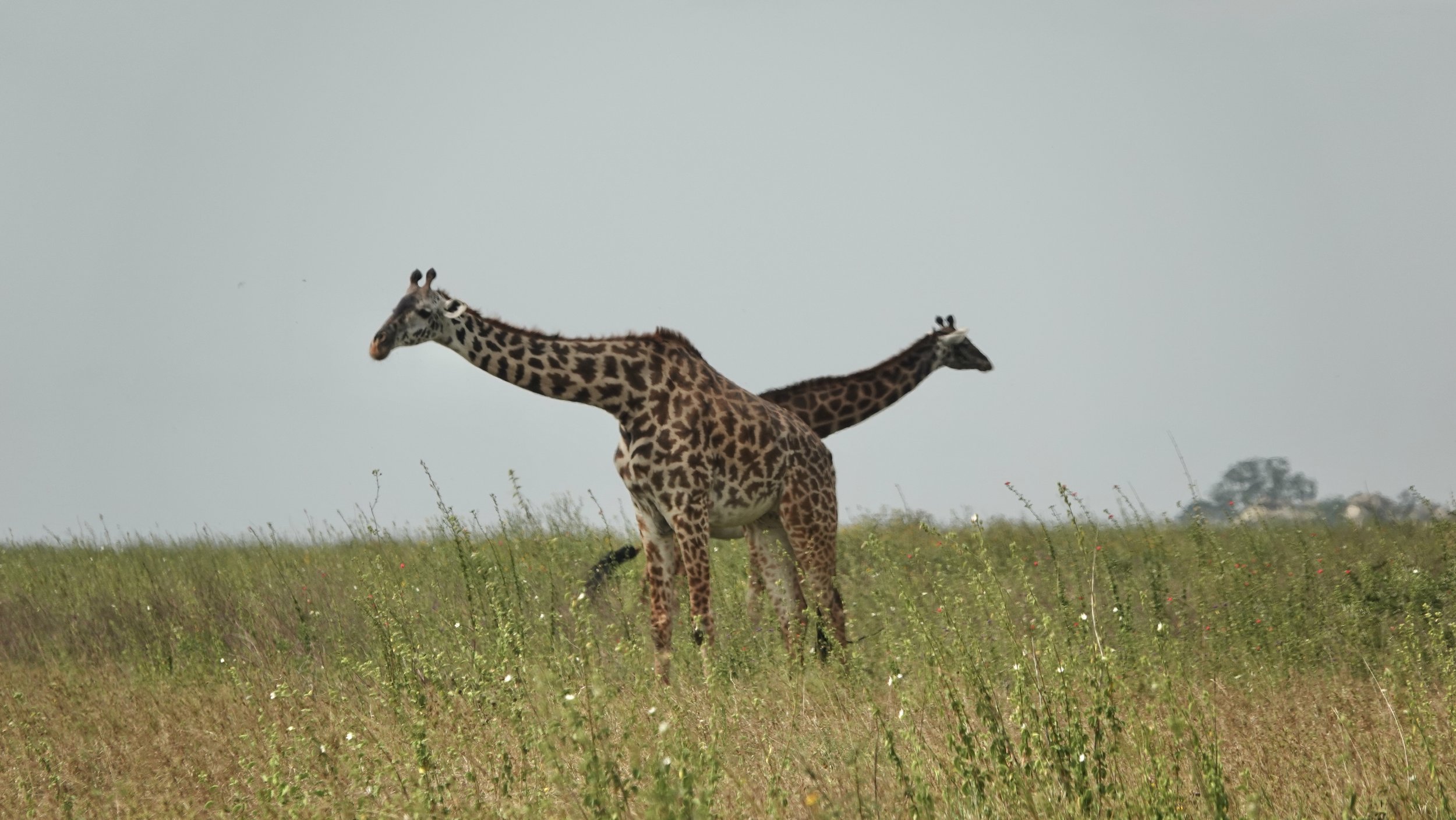 Two giraffes standing in a grassy field under a cloudy sky.