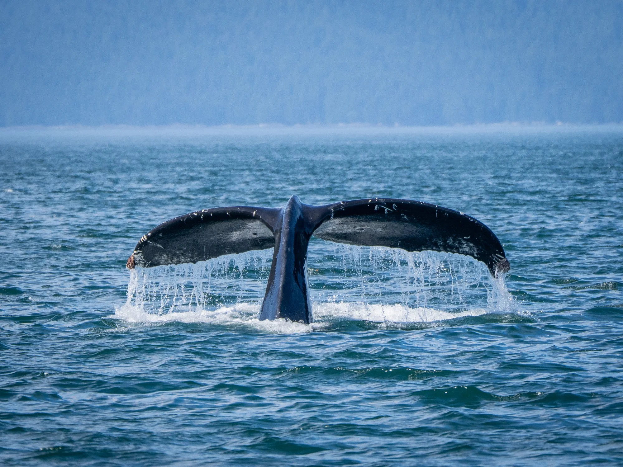 250721 Taz IV-159.jpg