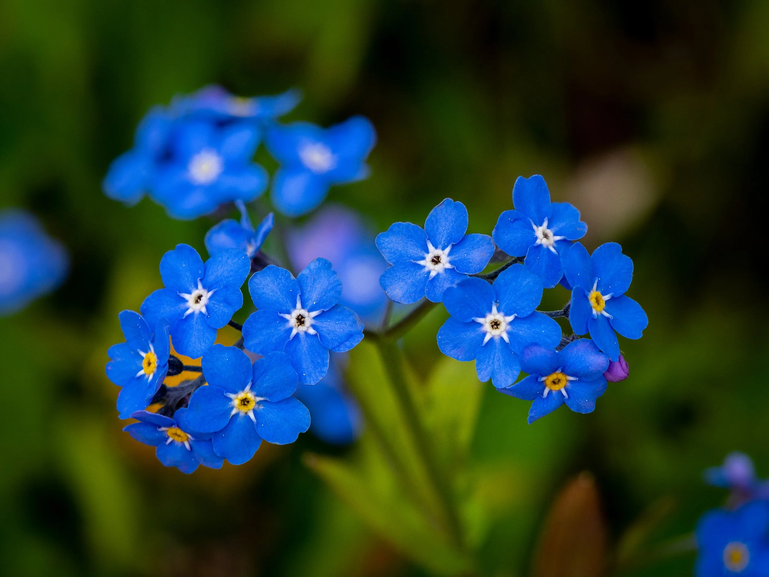 250601 Hike and Bear-217.jpg