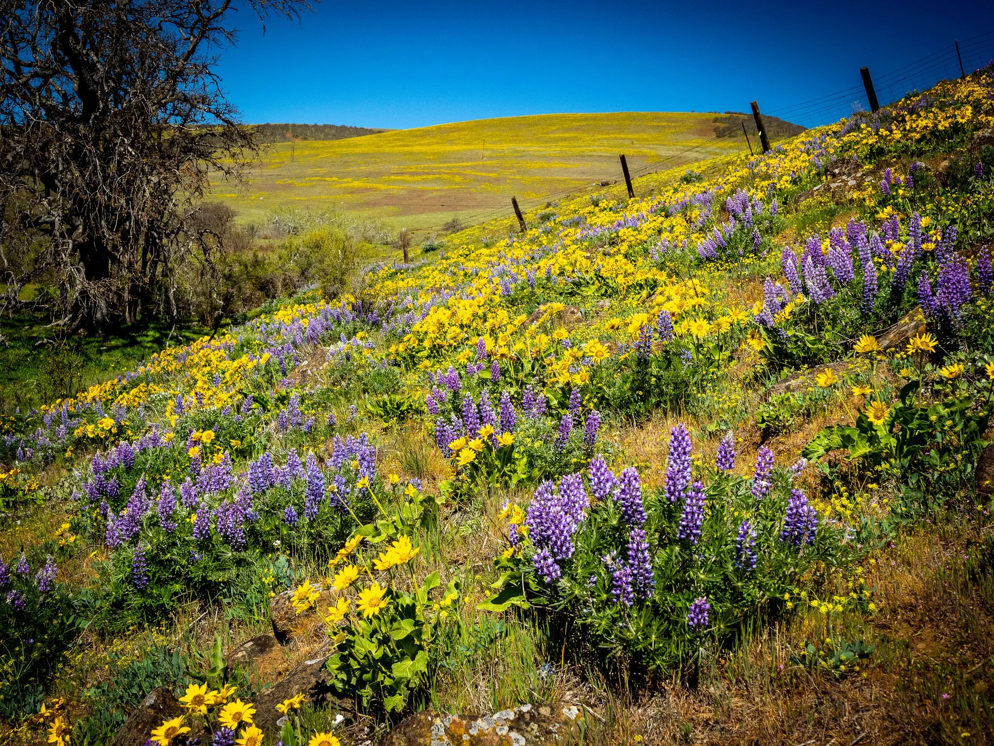210415 Dalles Mountain Ranch-814.jpg