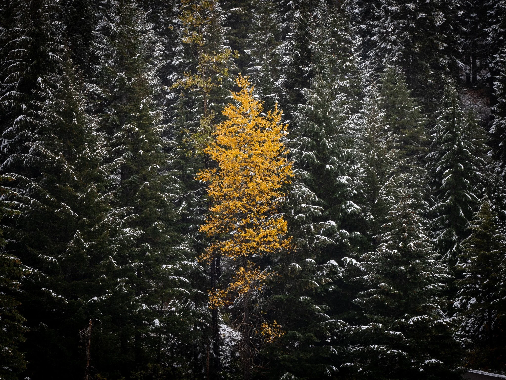 211013 Trip to Seattle-810.jpg