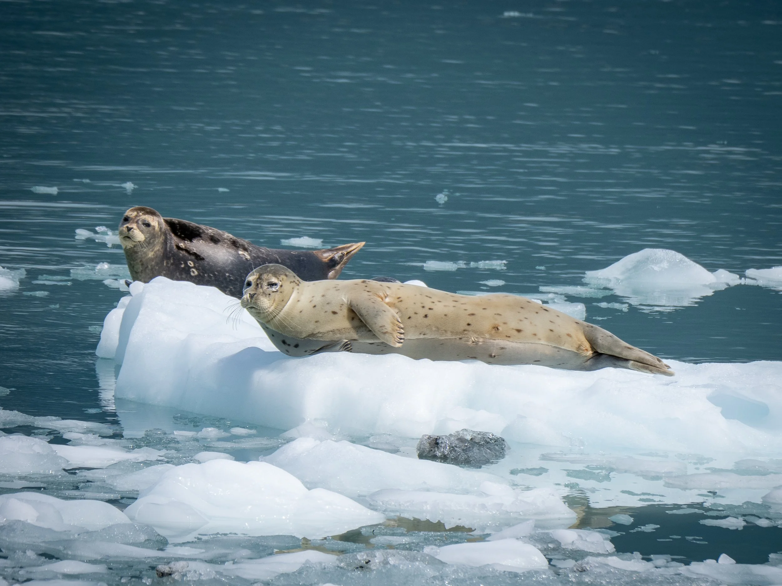 250609 2nd Voyage of Discovery-446.jpg