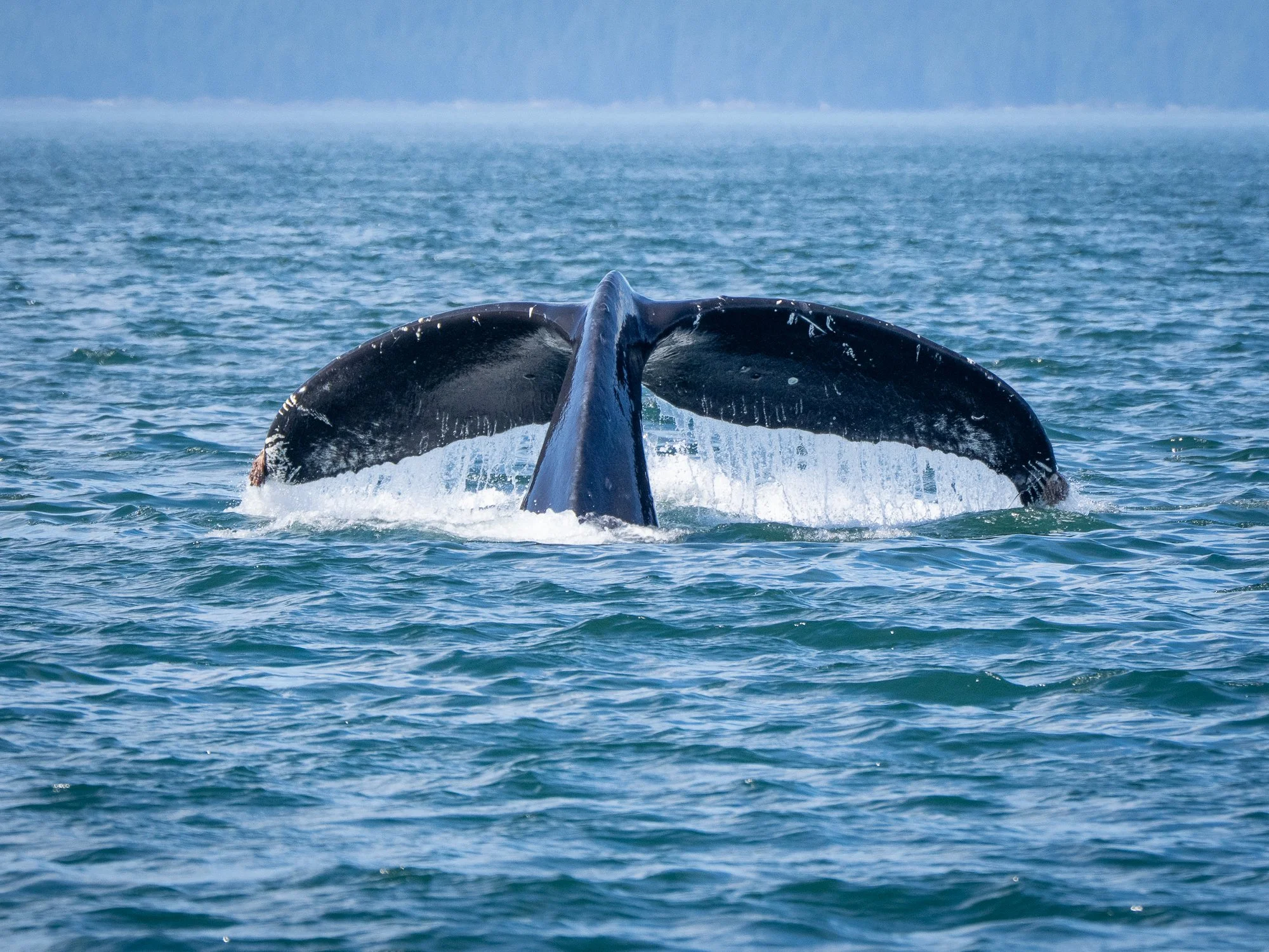 250721 Taz IV-157.jpg