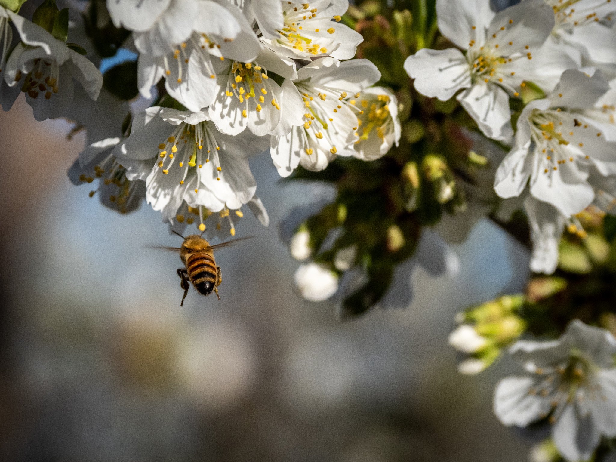 210405 CherryWheat-318.jpg