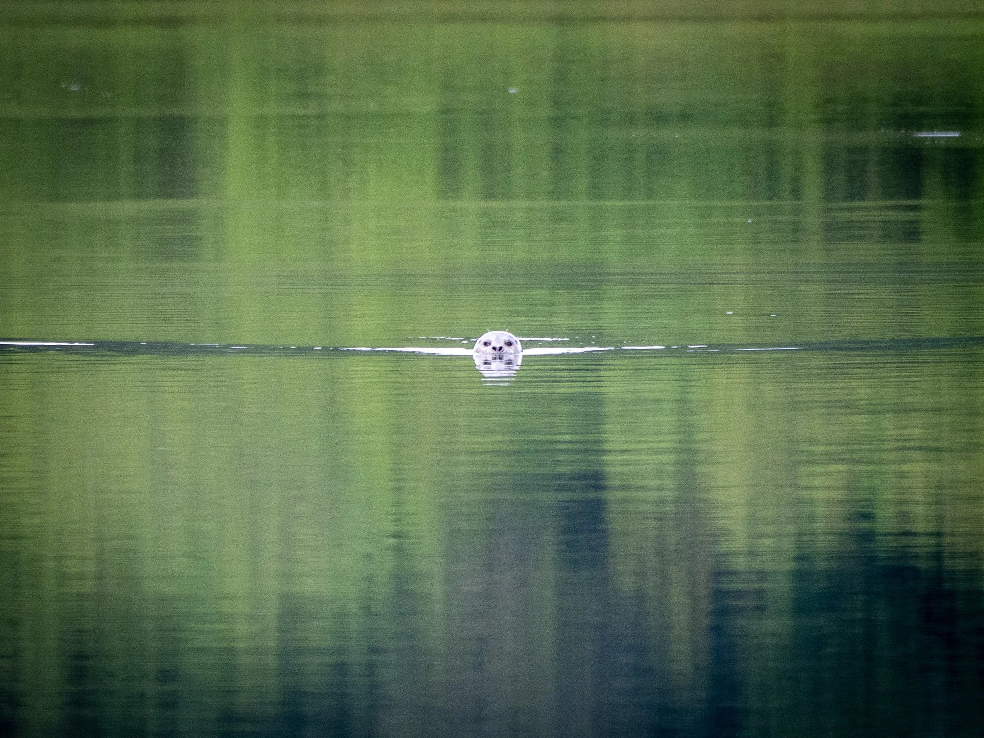 230528 Otter-147.jpg