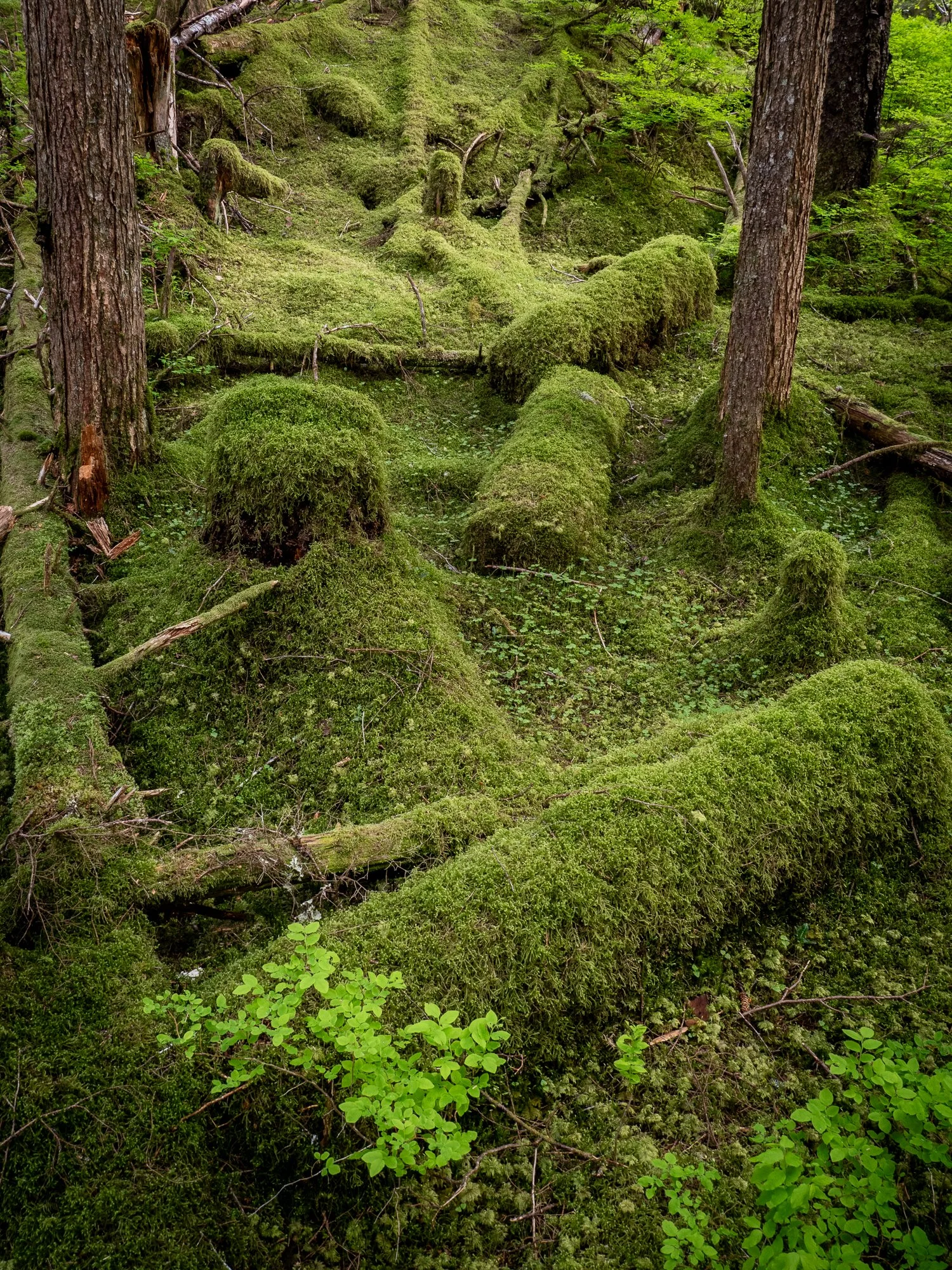 250522 Miscellaney-8.jpg