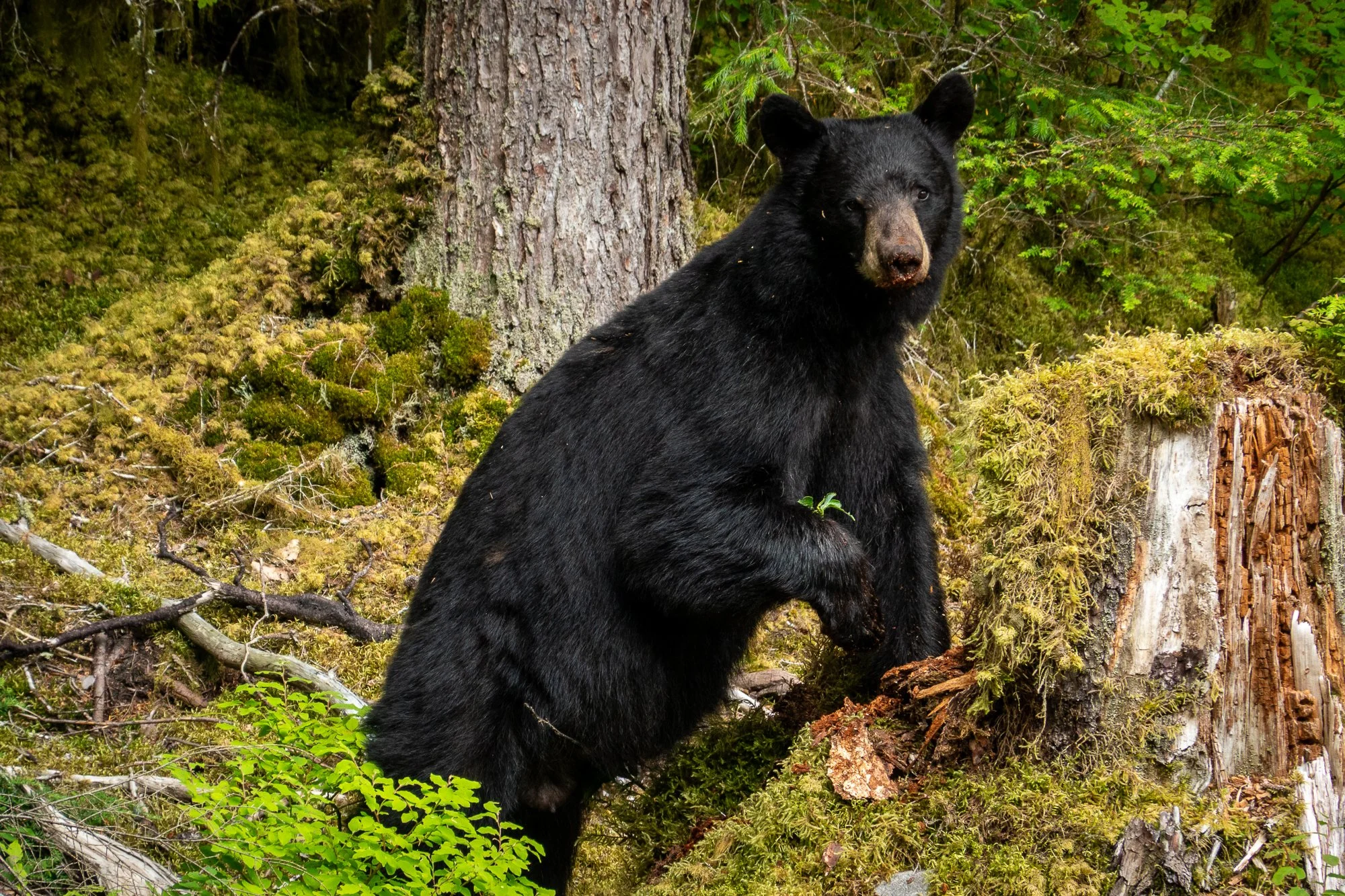 250718 Smokey the Bear-141.jpg