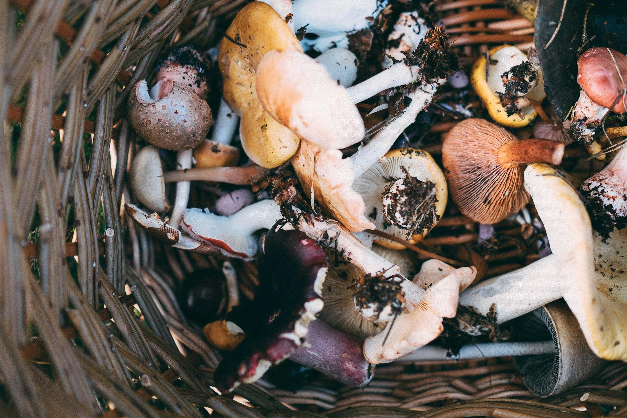 A basket filled with a variety of freshly foraged wild mushrooms, including different shapes, sizes, and colors, some with dirt and debris.