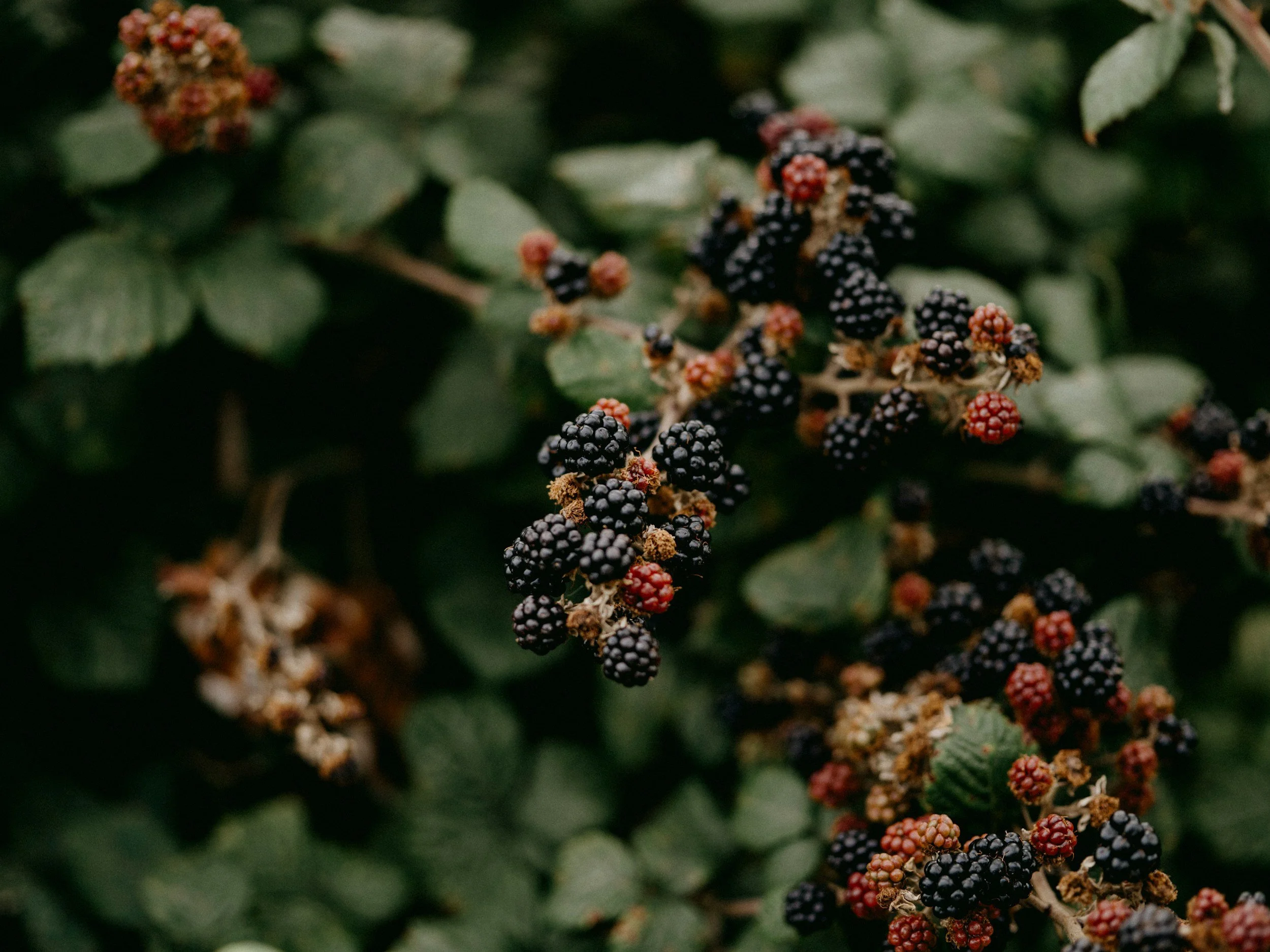 Close-up of blackberries on a bush with green leaves, some berries ripening to red.