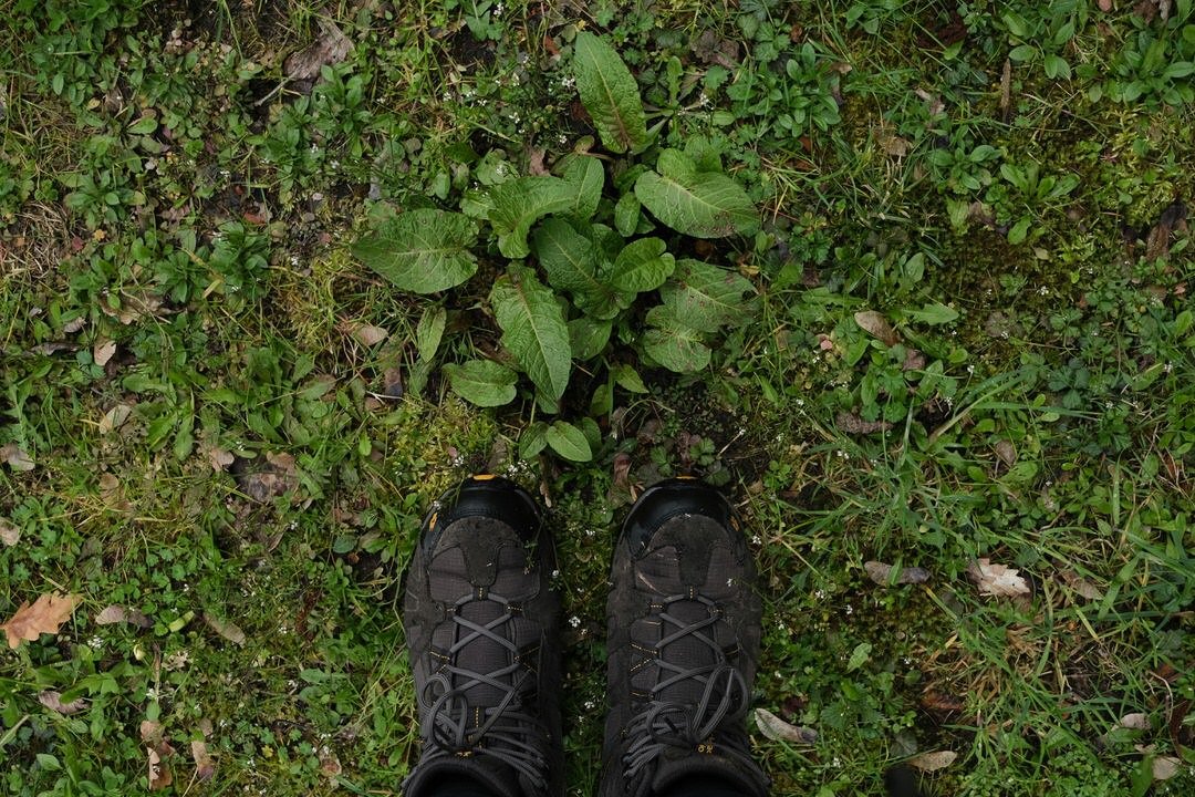 Top-down view of black hiking boots on green grass and small plants.