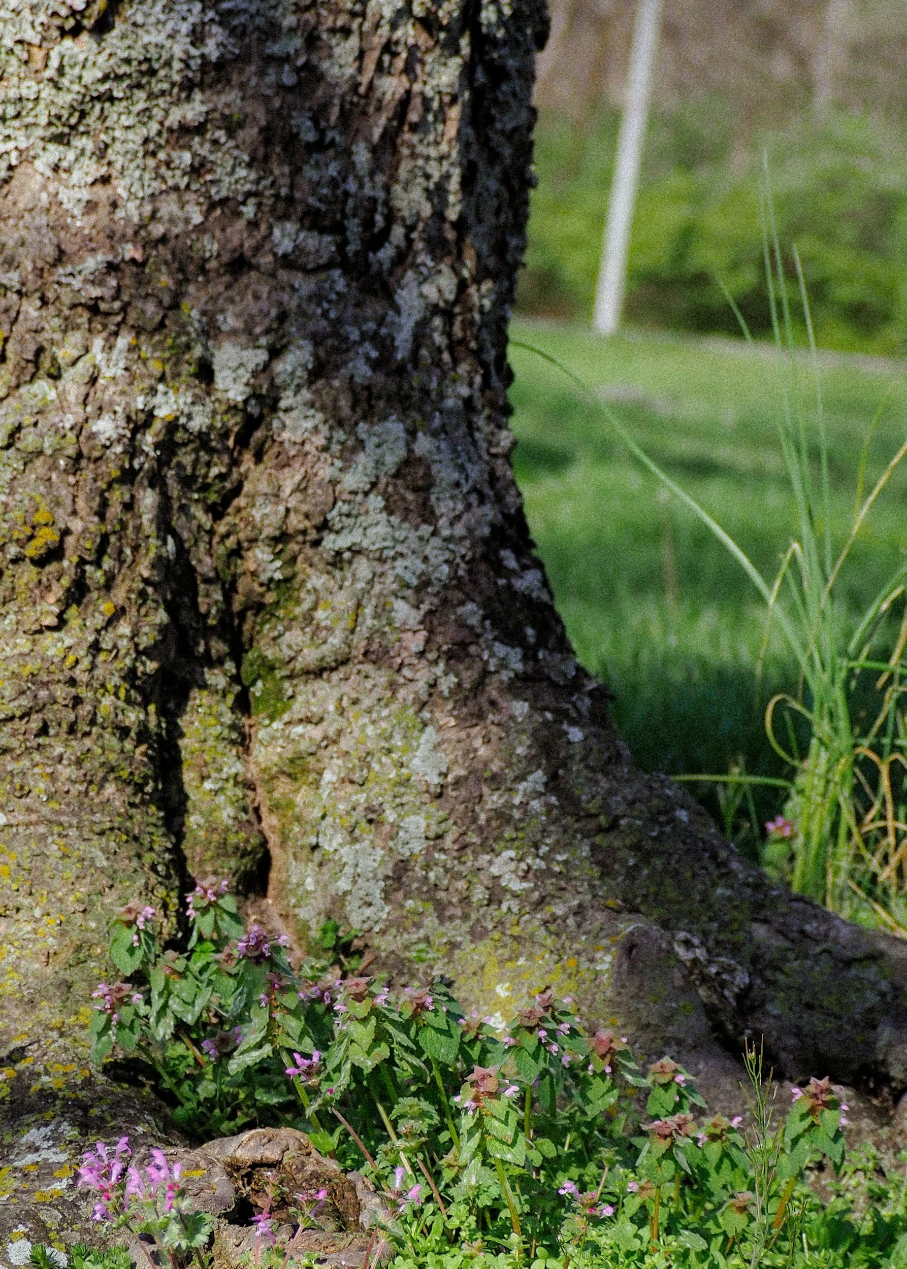 Close-up of the textured bark of a tree trunk surrounded by grass and small purple flowers.