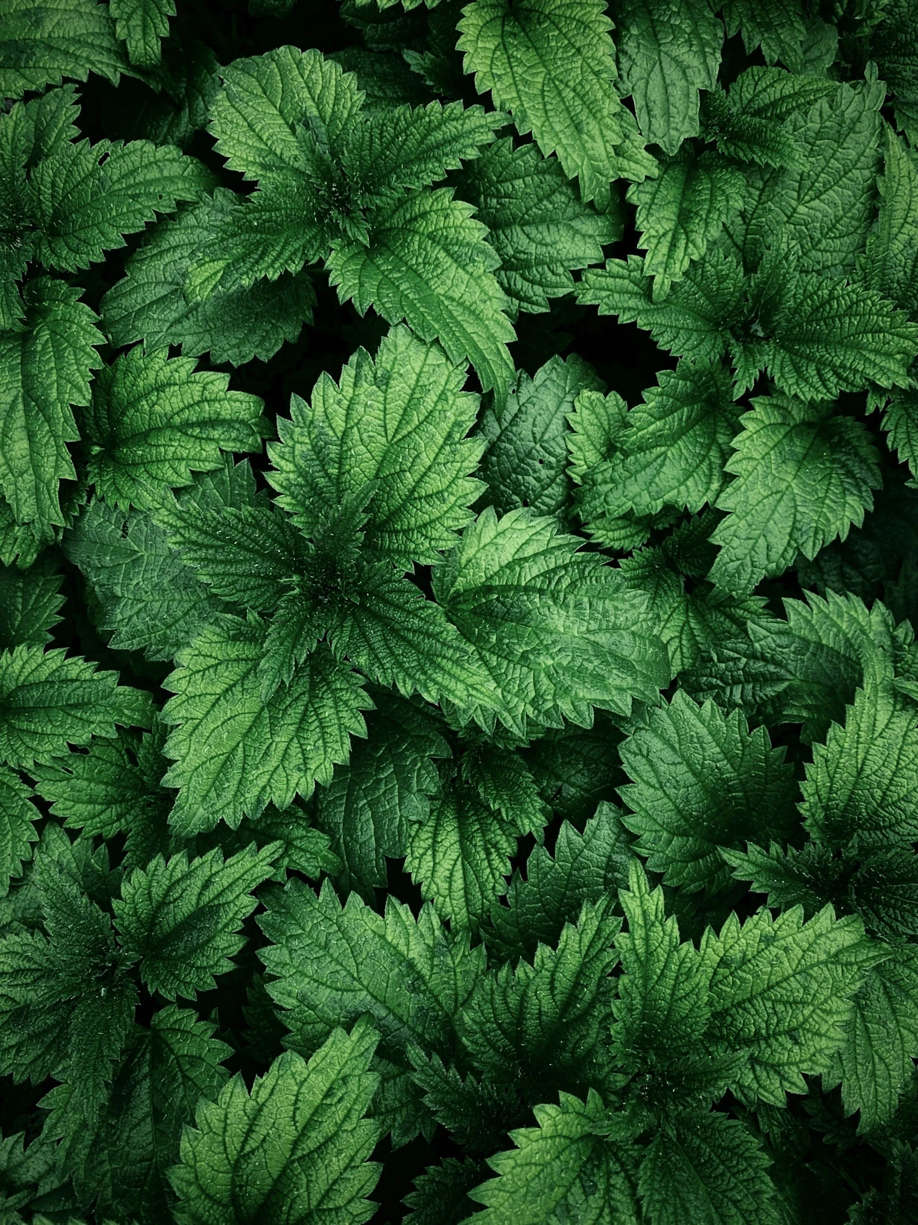 Close-up of green, serrated leaves with prominent veins.