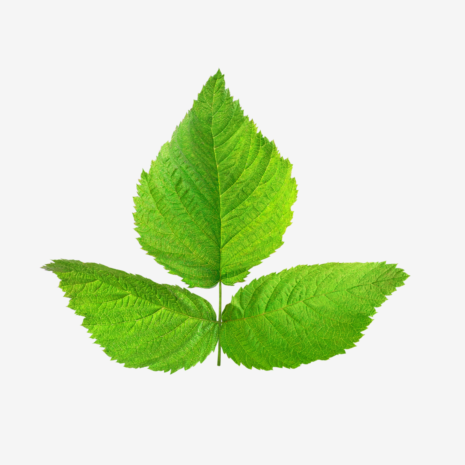 Blackberry Leaf Tincture