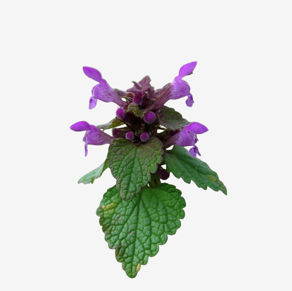 Purple Dead Nettle Tincture