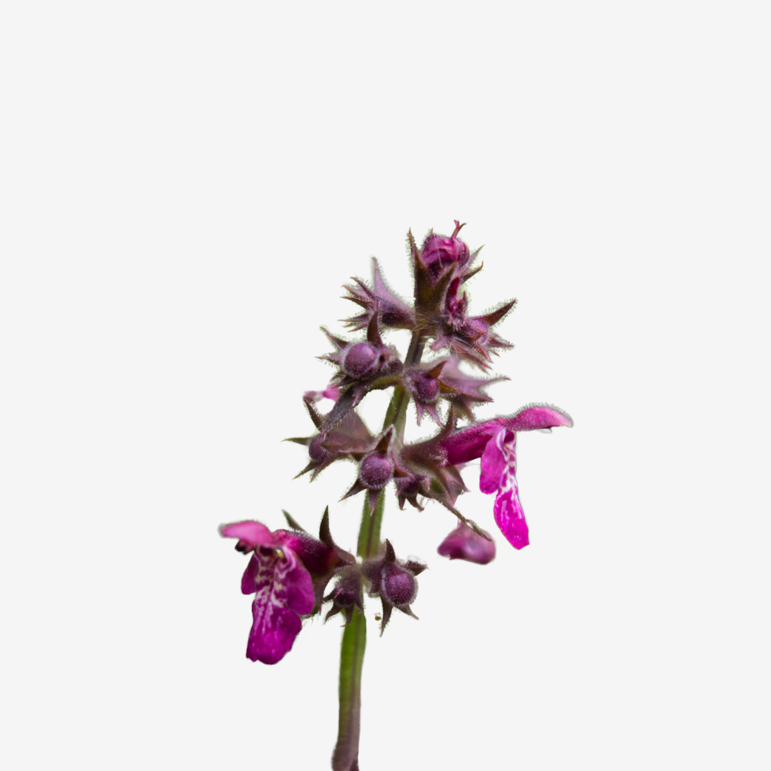 Purple Dead Nettle Tincture
