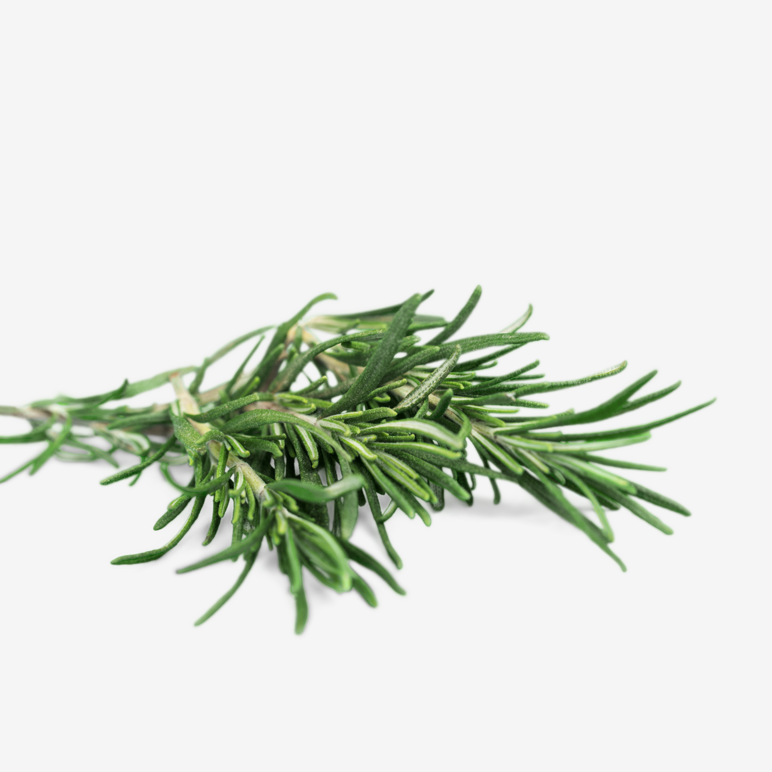 Rosemary Tincture