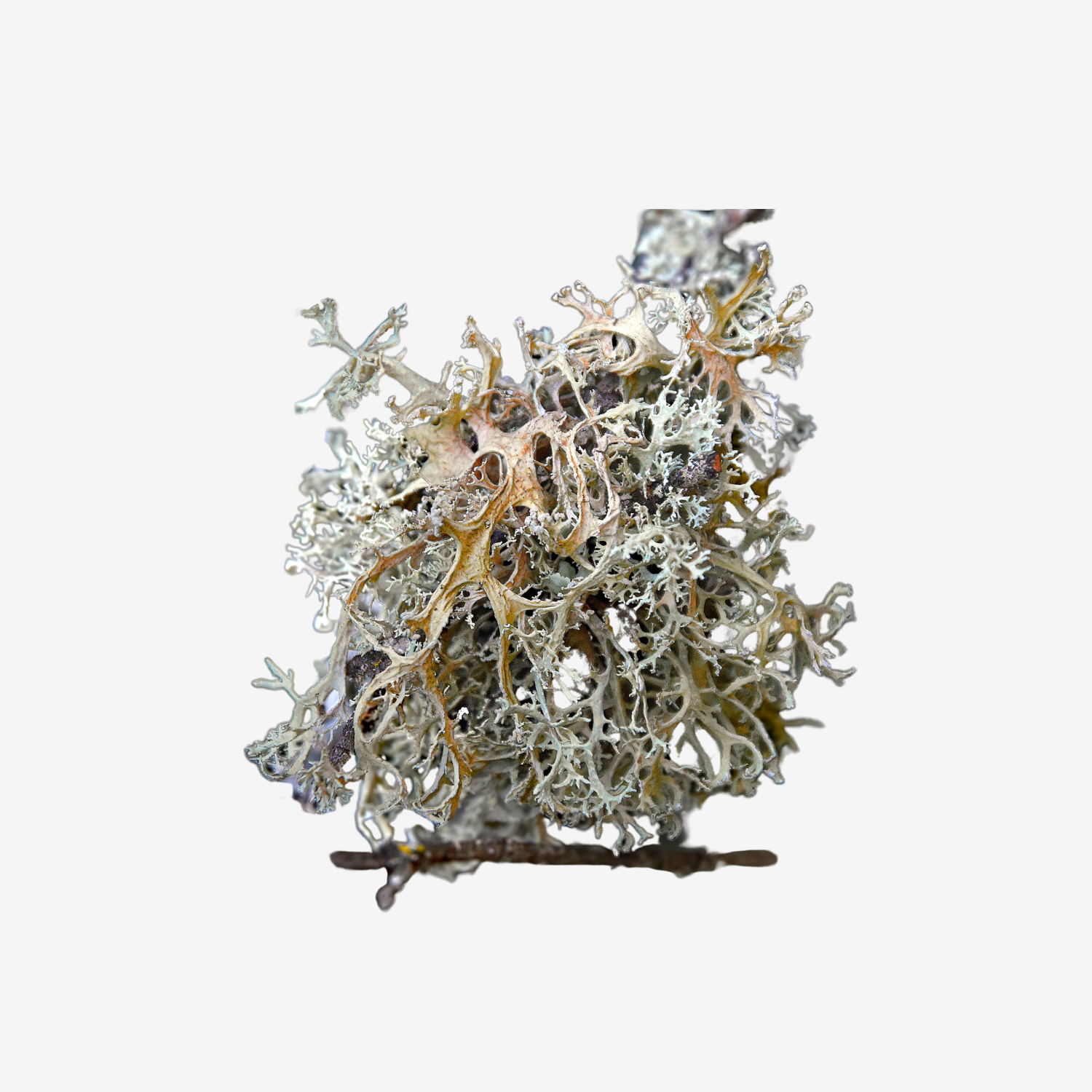Usnea Lichen Tincture