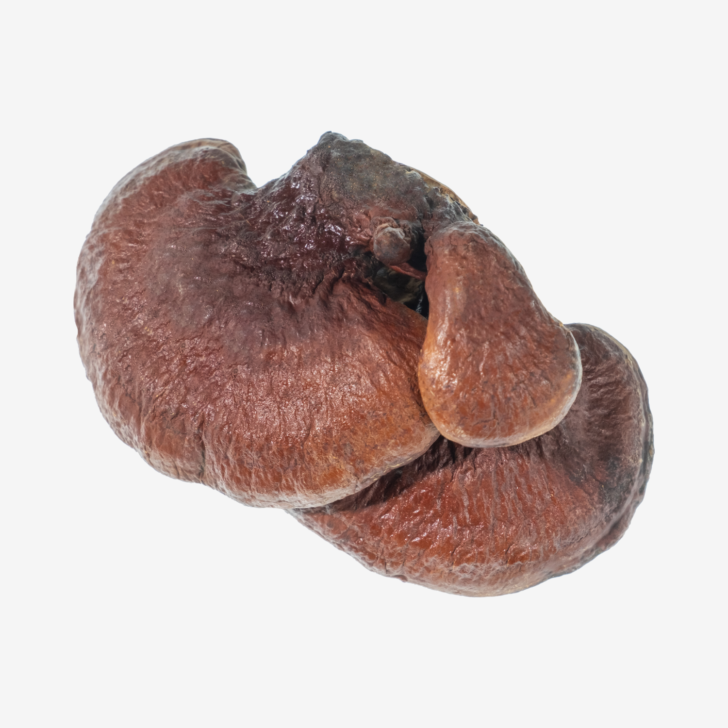 Reishi Mushroom Tincture