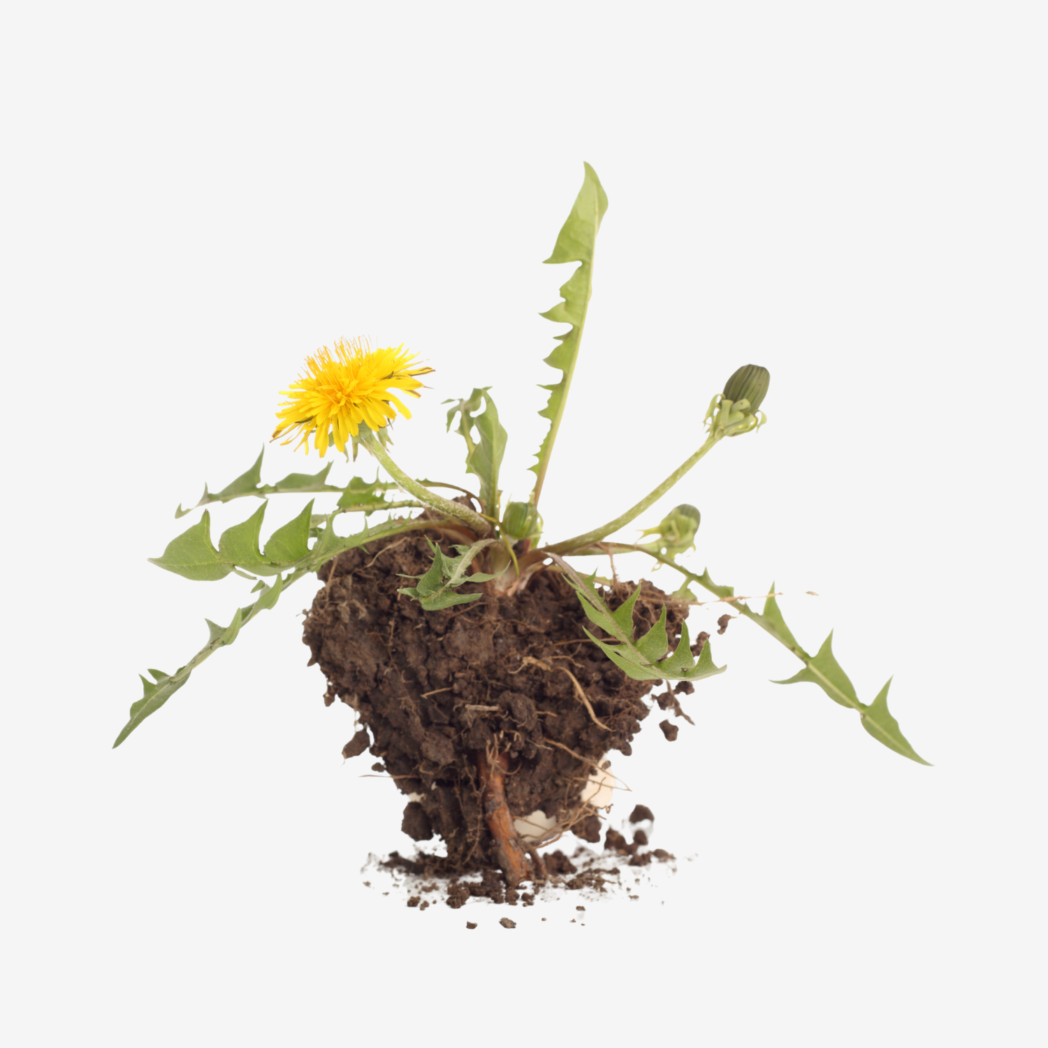 Dandelion Root and Leaf Tincture
