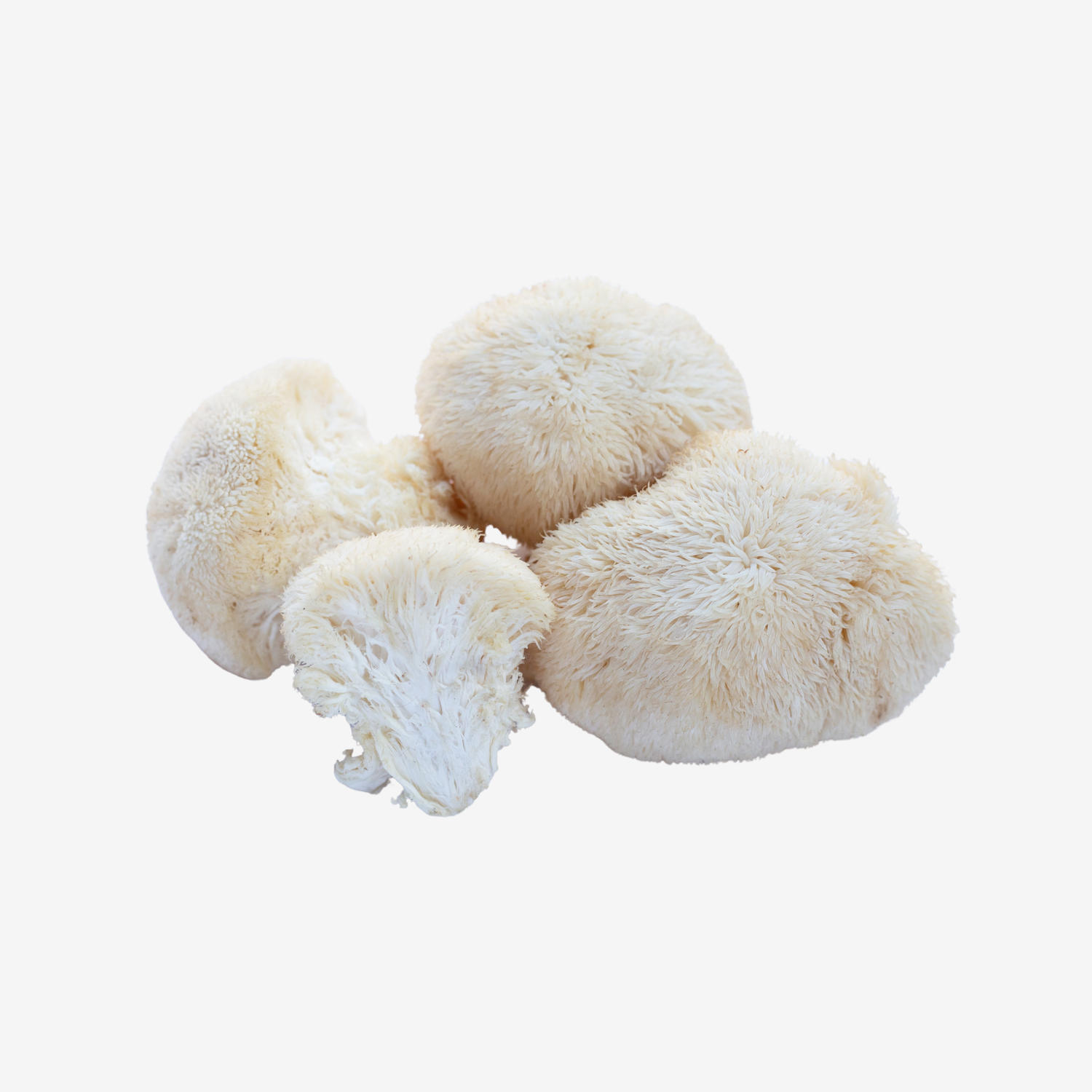 Lion's Mane Tincture