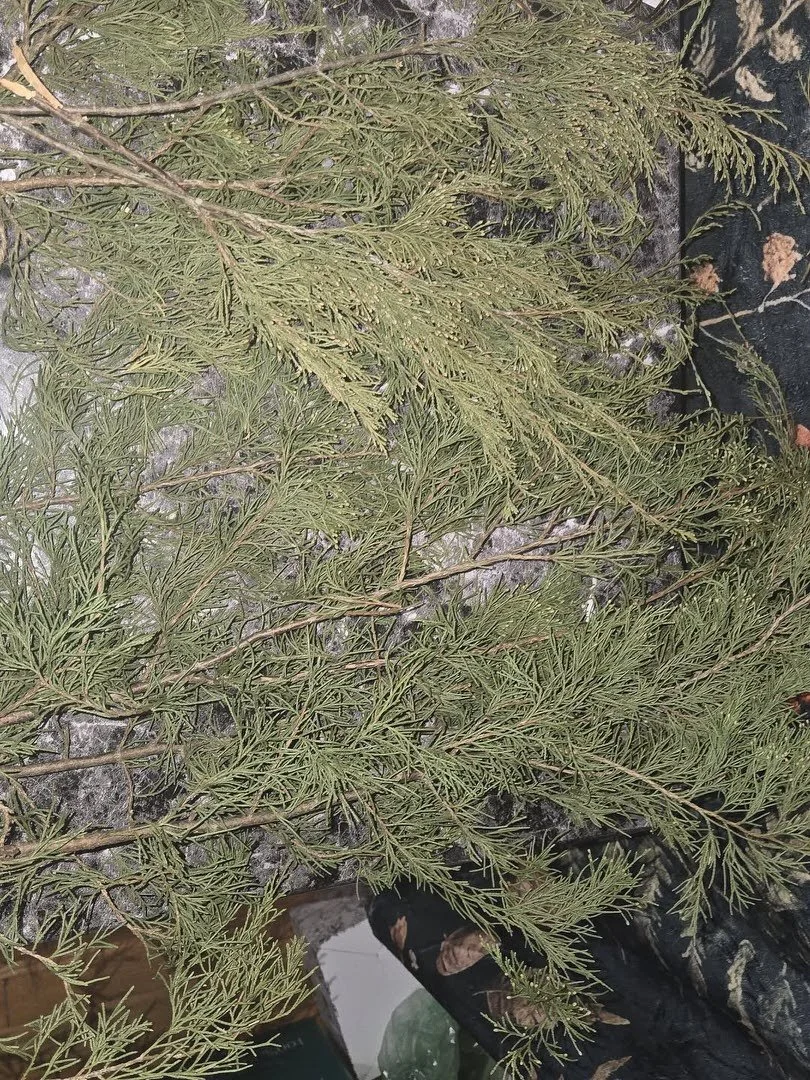 Juniper, Smoke, and Slowing Down