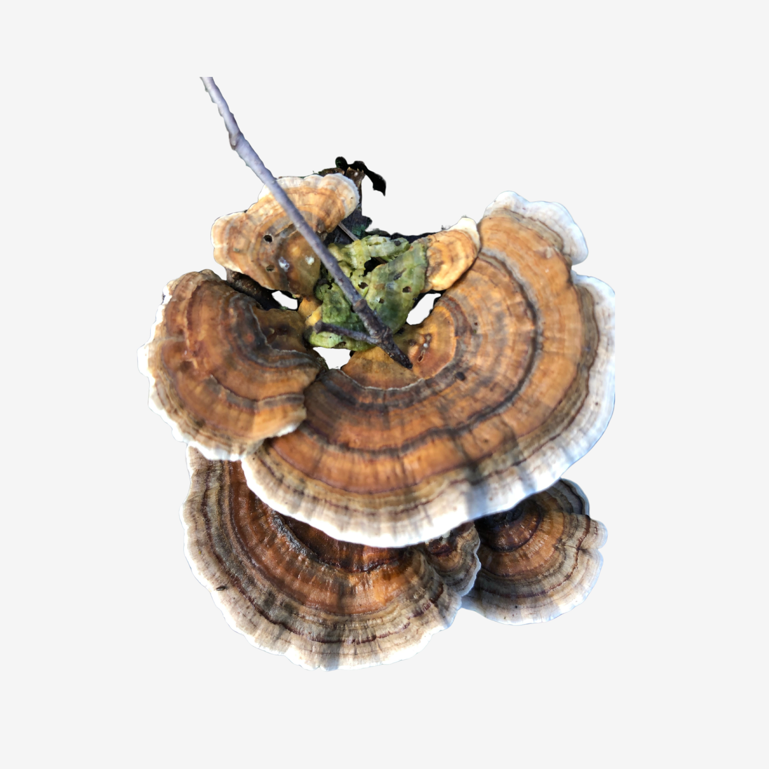 Turkey Tail Tincture