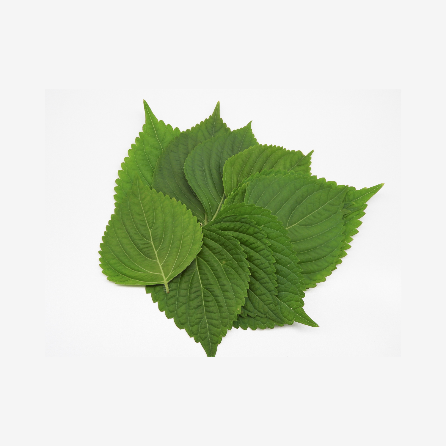 Perilla Leaf and Seed Tincture