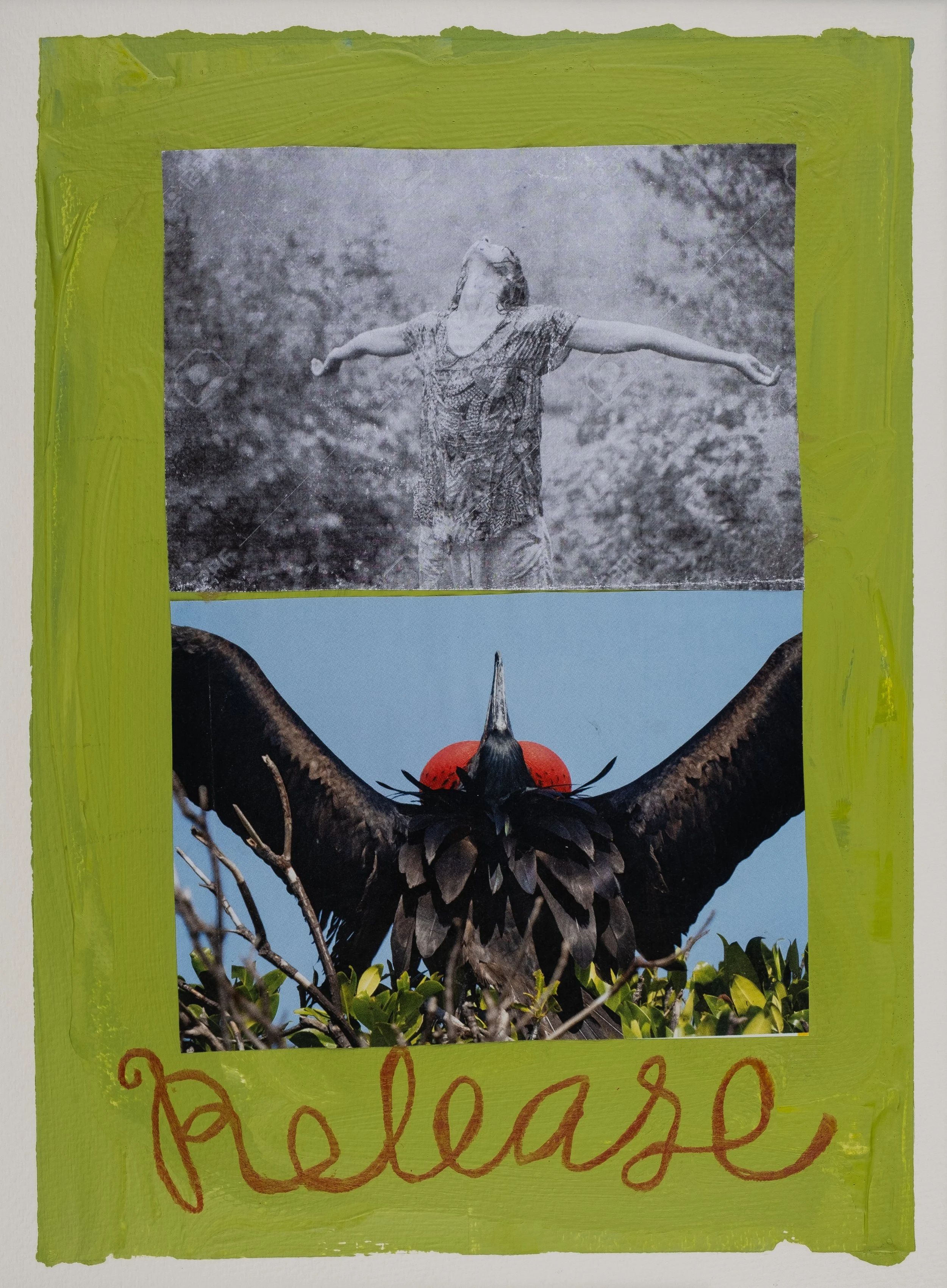 Collage of a bird flying and a black frigatebird with red throat pouches, mounted on a lime-green painted background.