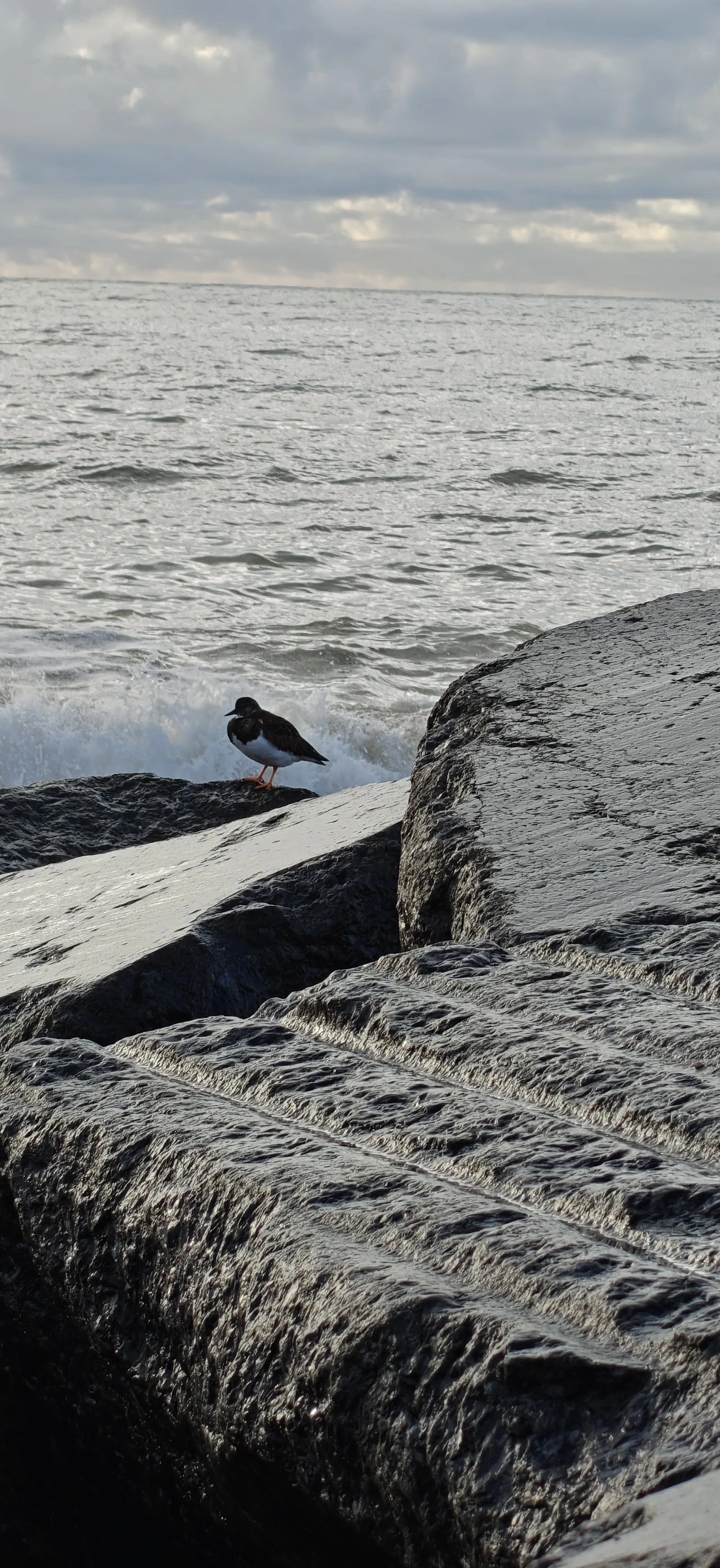 A black and white bird standing on dark and wet rocks by the ocean with waves crashing and an overcast sky.