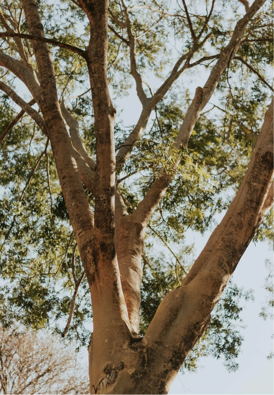 A tall tree with multiple trunks and green leaves, viewed from below against a clear sky.