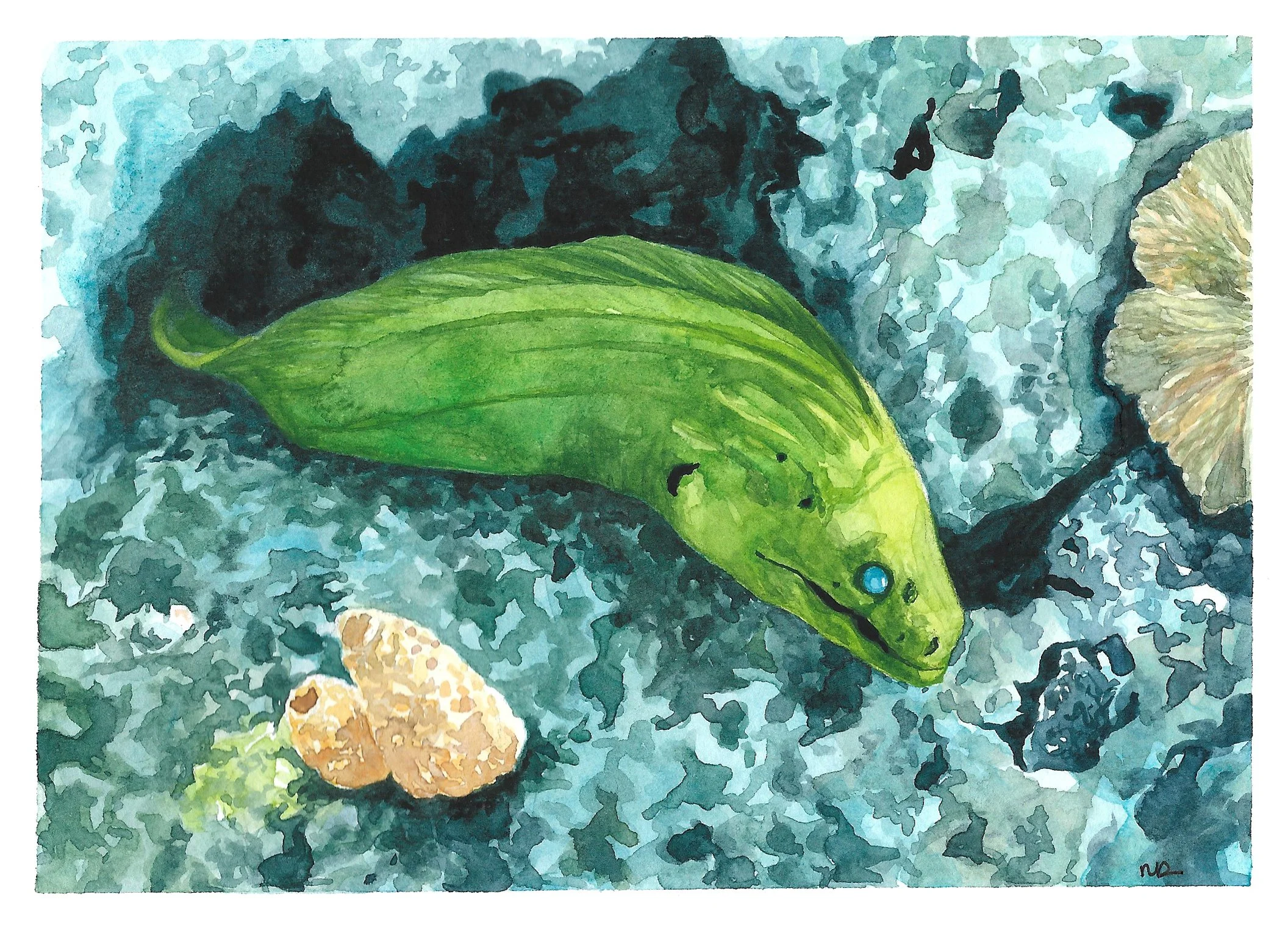 Moray Eel