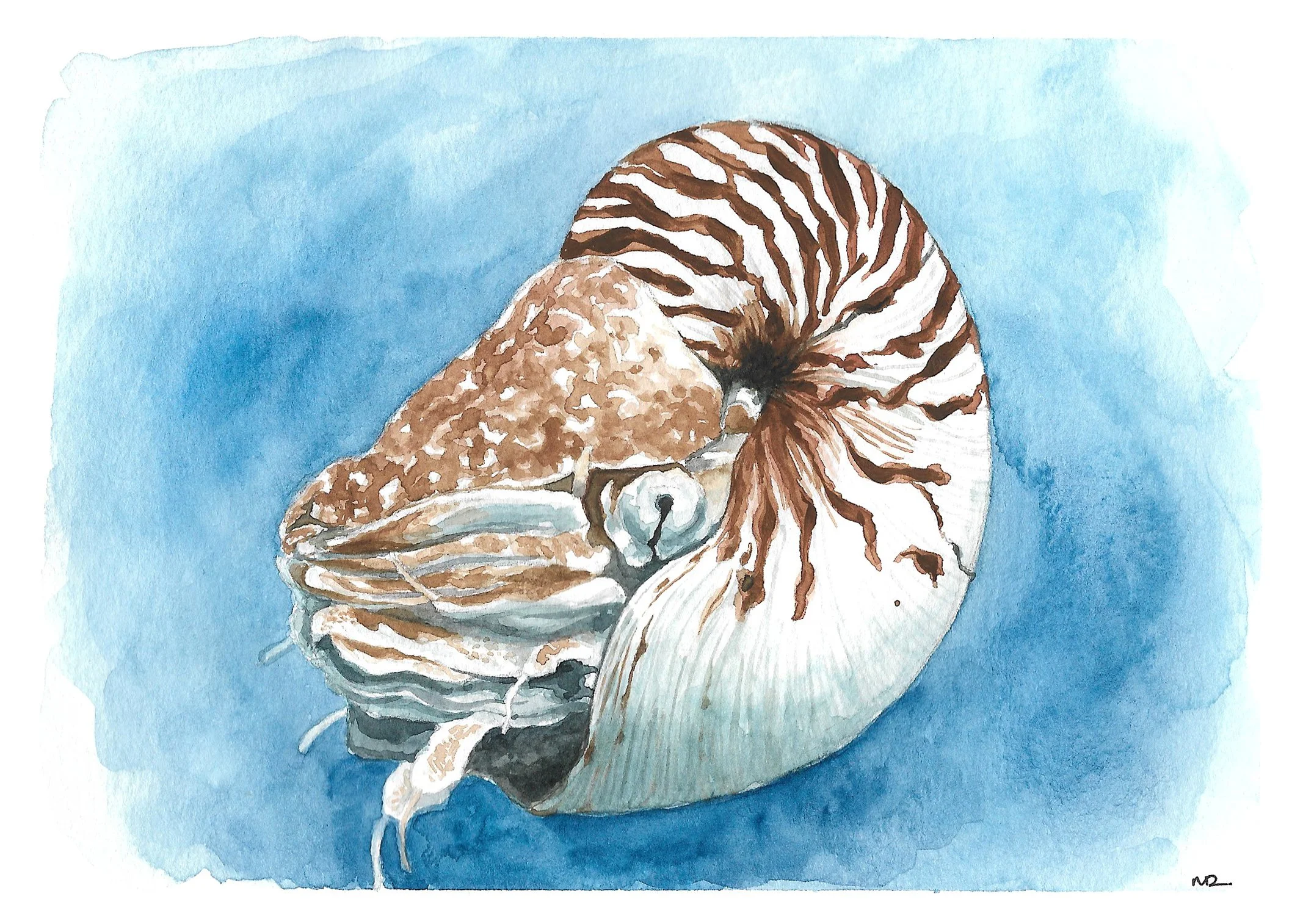 Nautilus