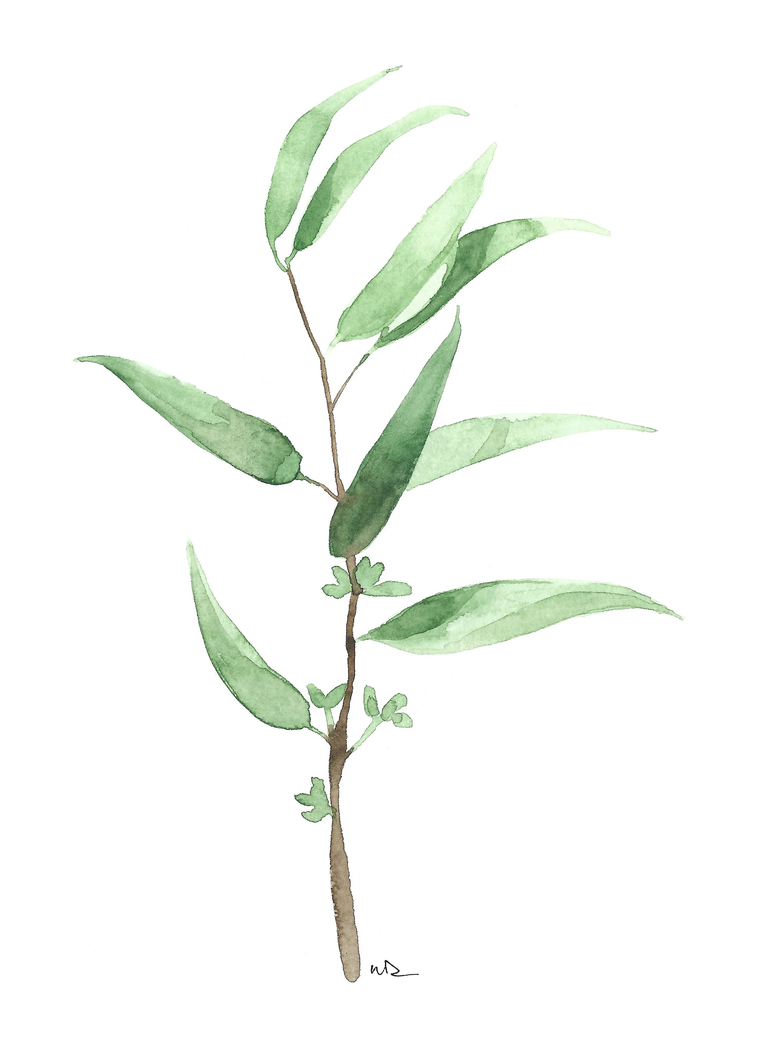 Eucalyptus Watercolor Studies
