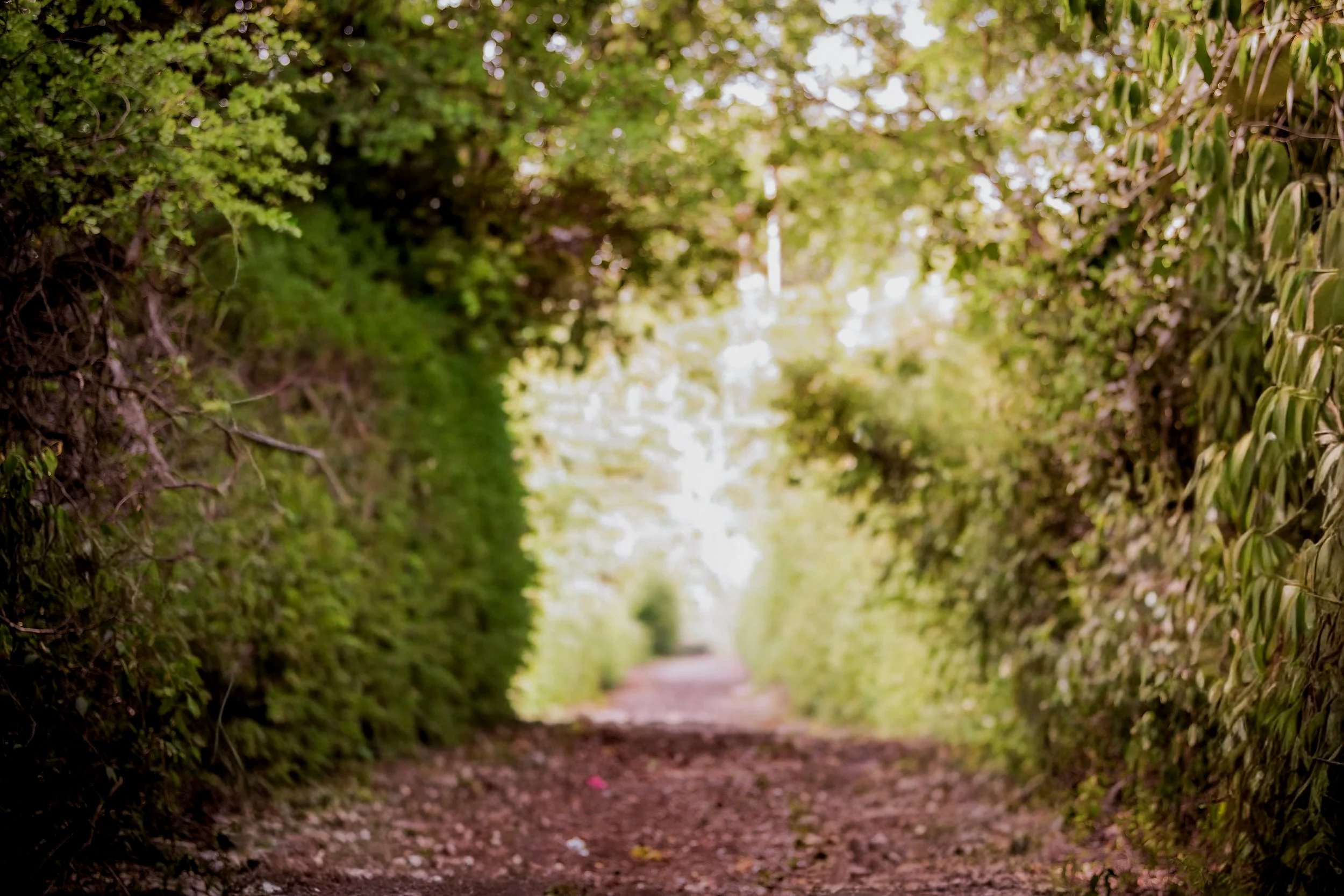 Woodland trail