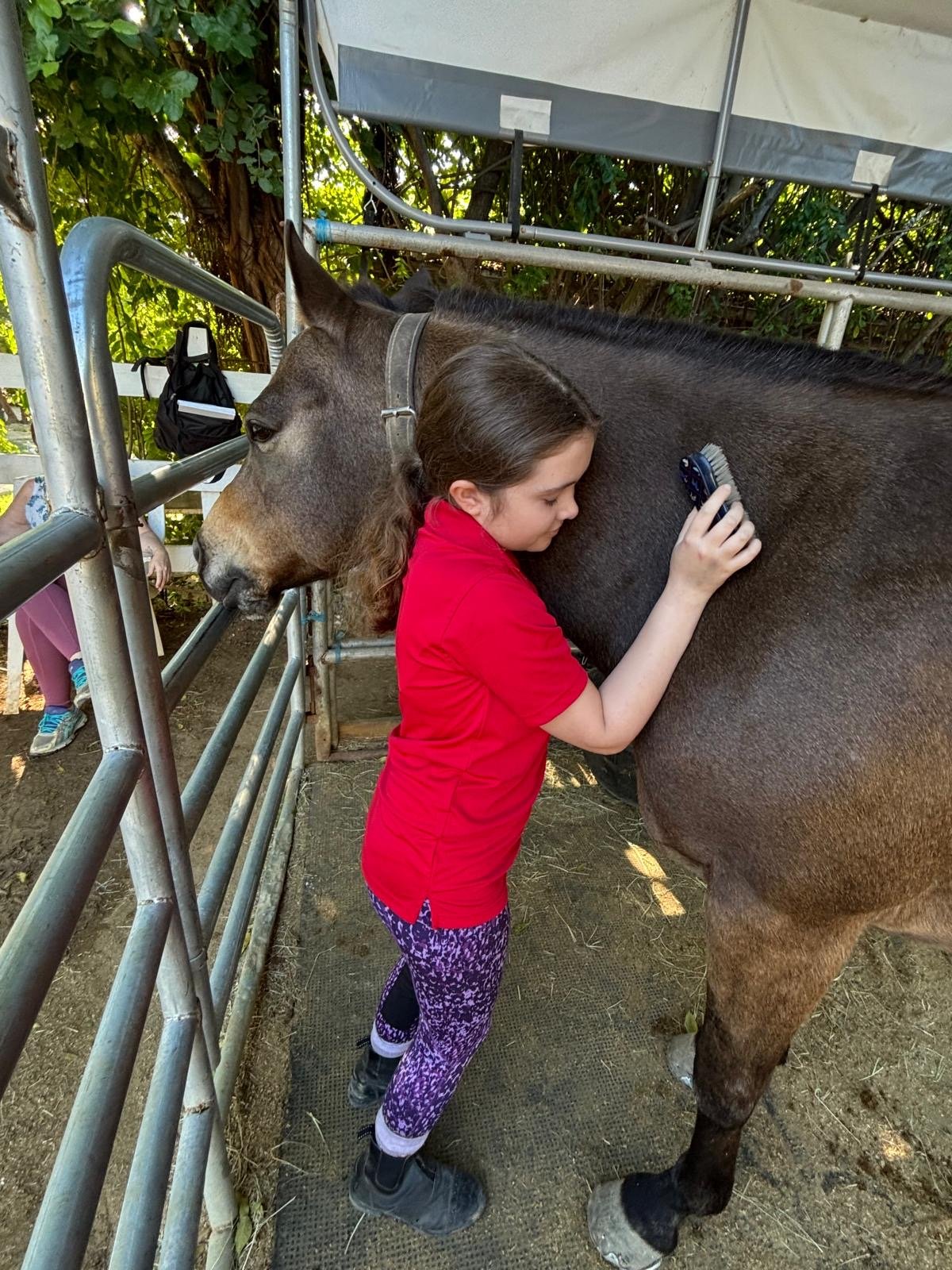 A girl in a red shirt and purple leopard print leggings brushes a large brown horse with a grooming brush. The horse is standing in a stable or paddock area with metal fencing and green leafy trees in the background.