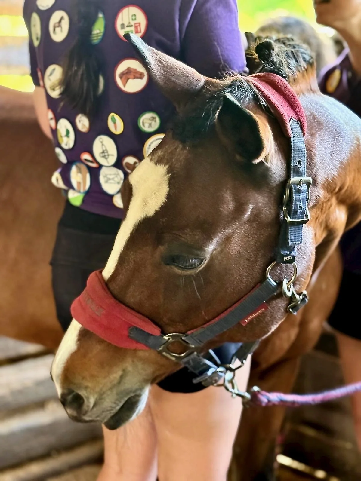 A brown and white young horse with a red halter, leaning against an arm, in a stable with blurred background.