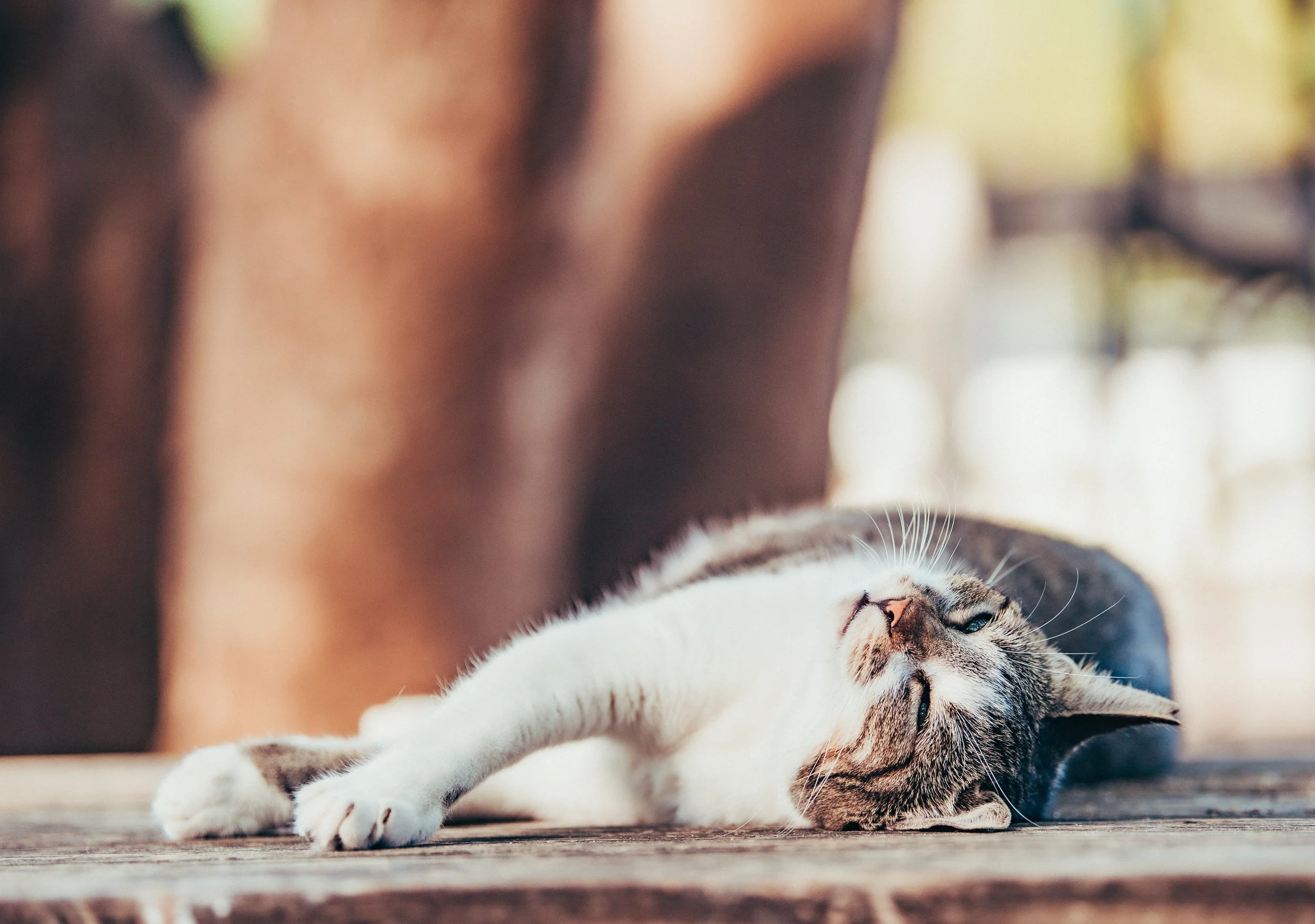 A tabby cat lying on its back on a wooden surface.