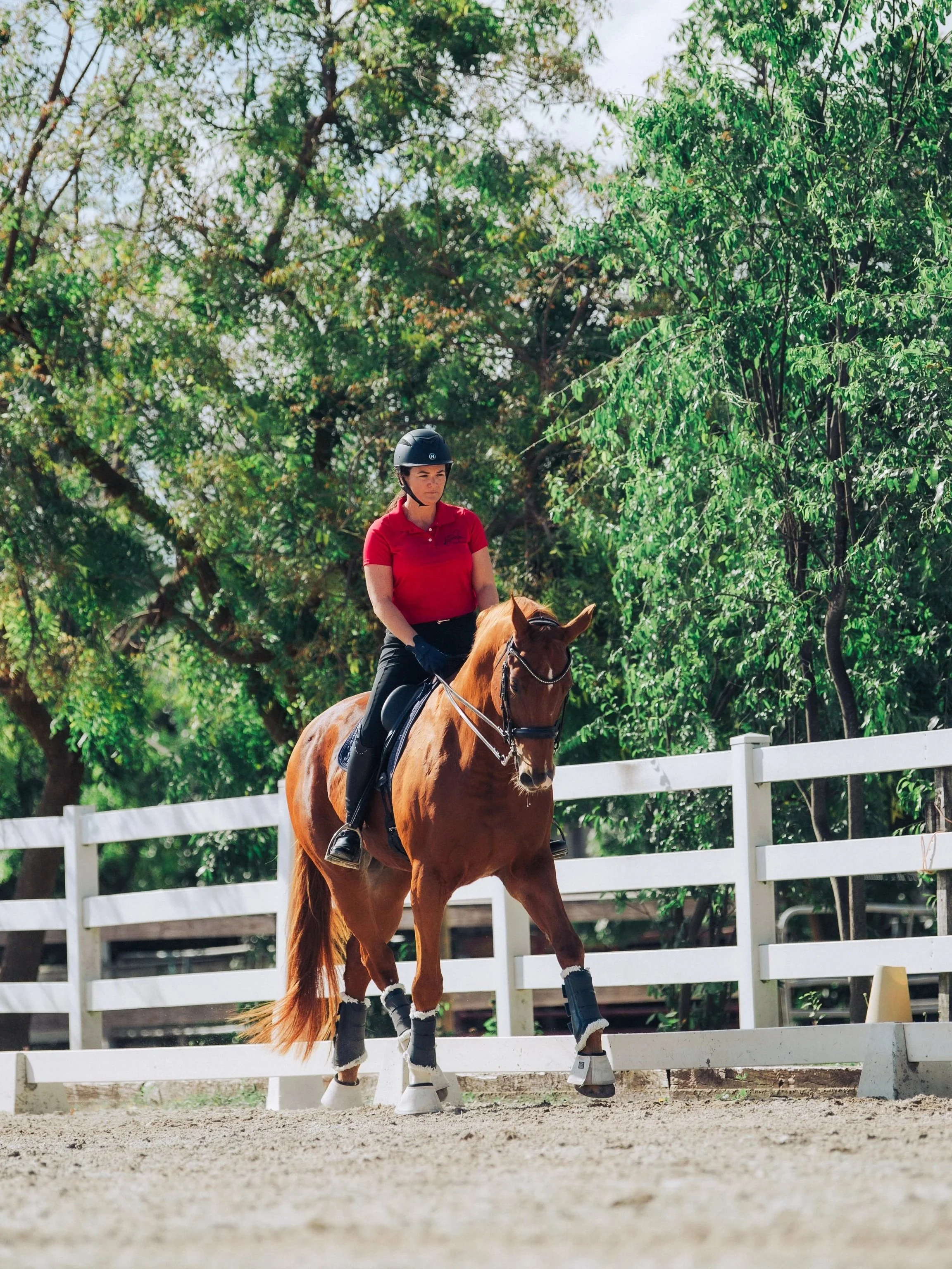 A woman wearing a black helmet and red shirt riding a brown horse in an outdoor riding arena with a white fence and green trees in the background.