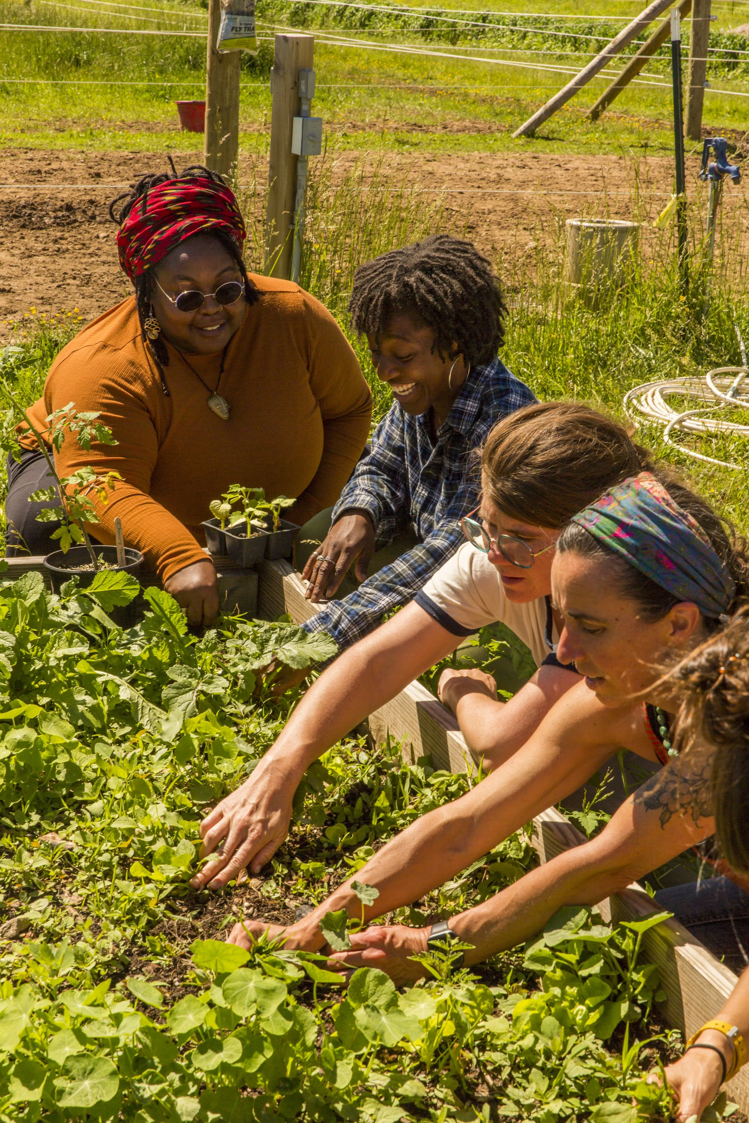 A group of women gardening outdoors on a sunny day, working together to tend to plants in a garden bed surrounded by green foliage.