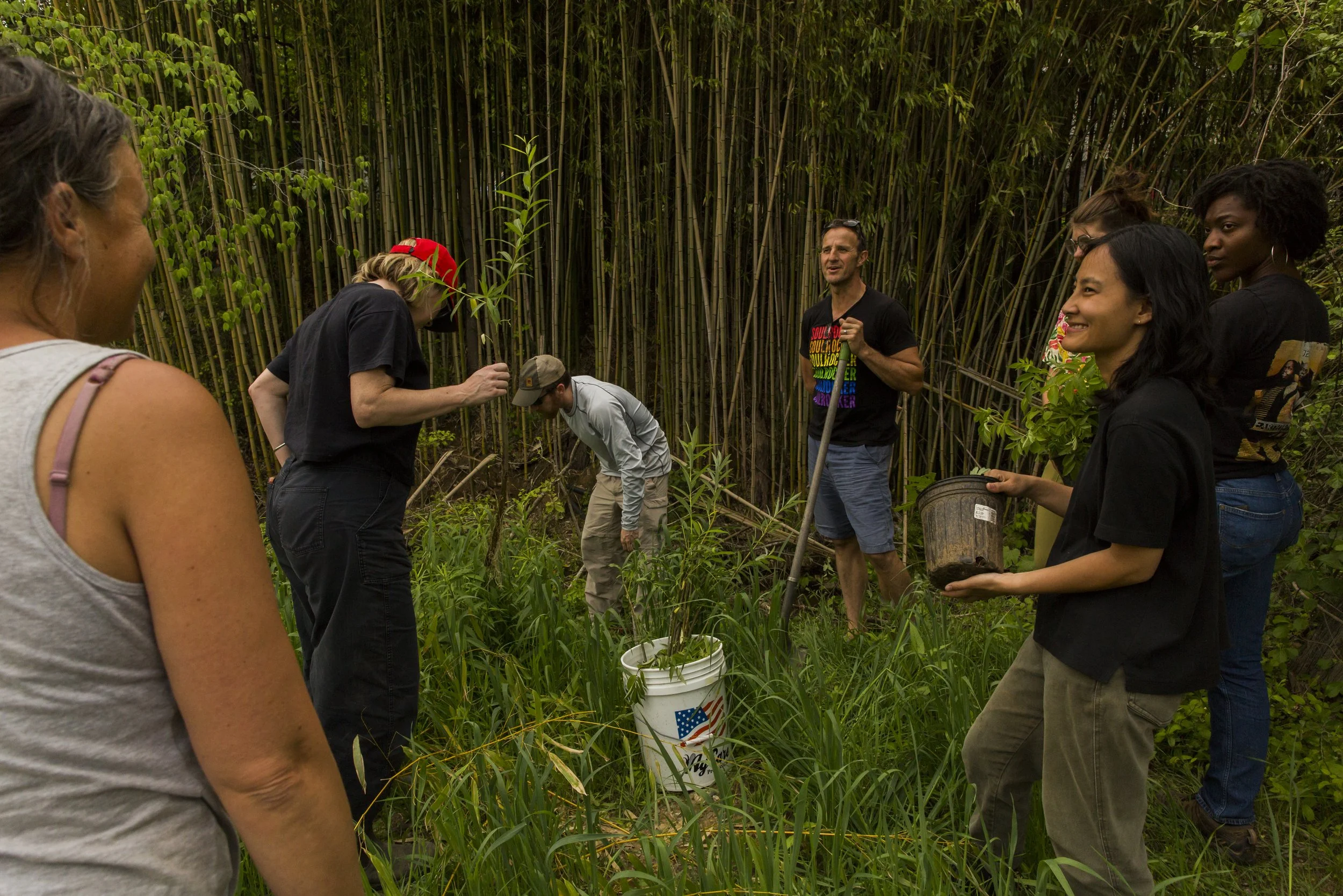 Group of diverse people in a bamboo forest planting or planting trees together, with some smiling and holding buckets.