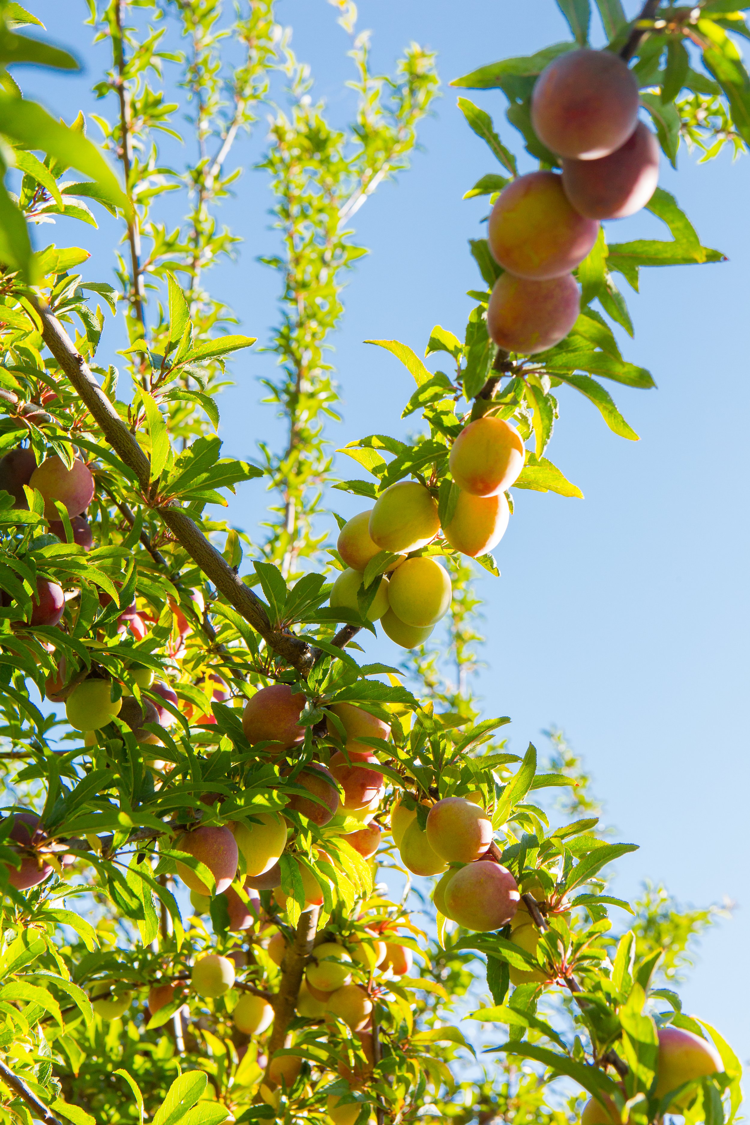 A branch of an apple tree with ripening apples and green leaves, against a bright blue sky.