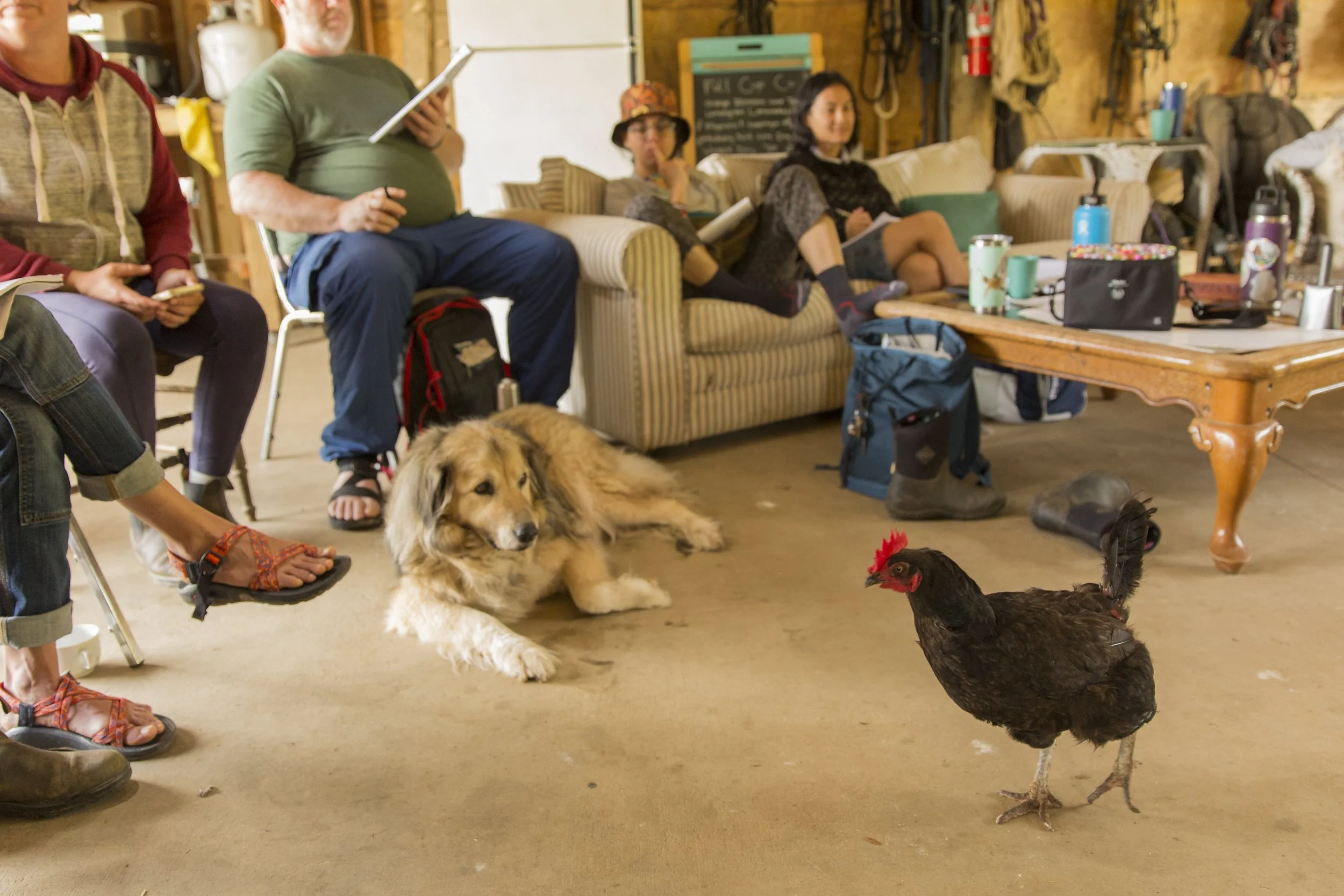 Group of people sitting on couches and chairs in a rustic indoor setting, with a dog and chickens on the floor, various water bottles and personal items on the table.
