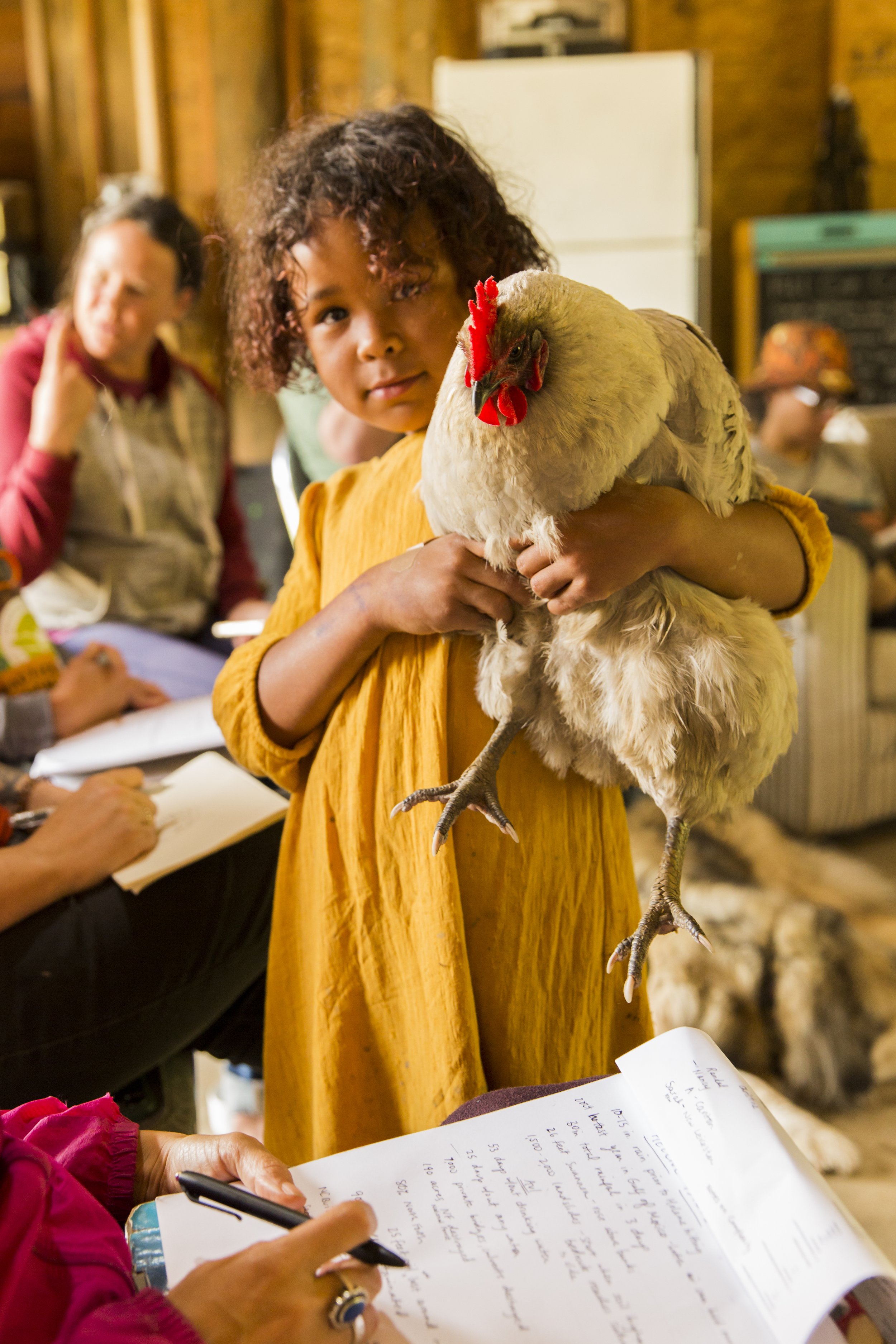 A young girl with curly hair holding a chicken, in an indoor setting with wooden walls, and adults in the background. One person is writing on paper, and another is wearing a hat.