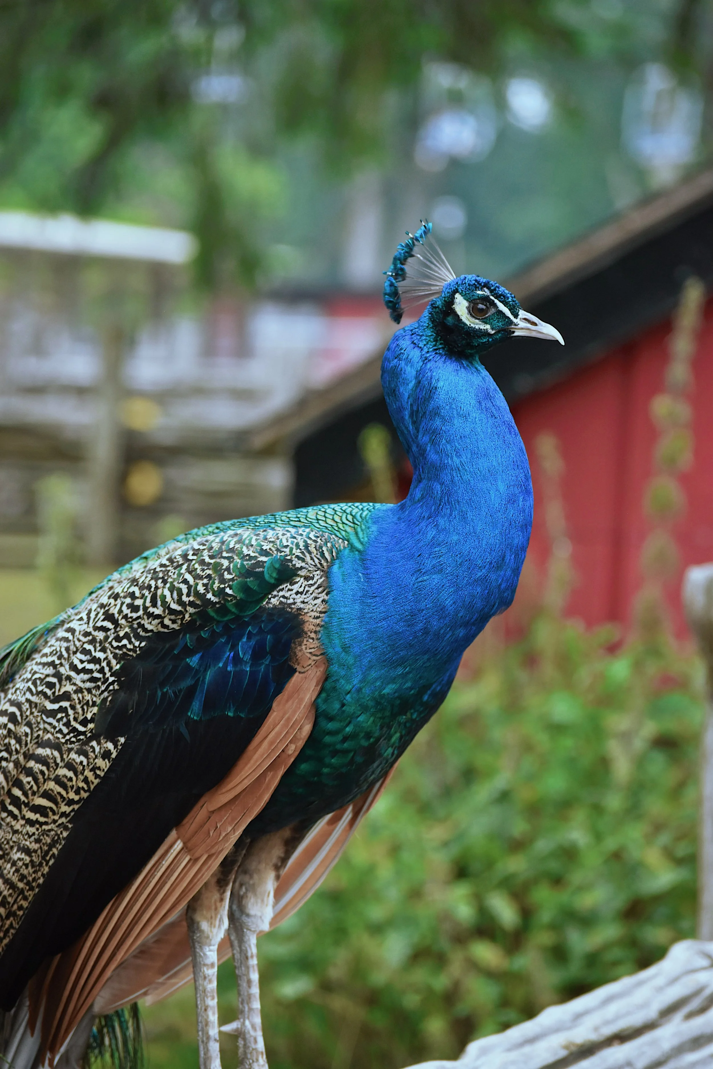 A vibrant blue peacock standing outdoors with a green, blurred background and a red building.